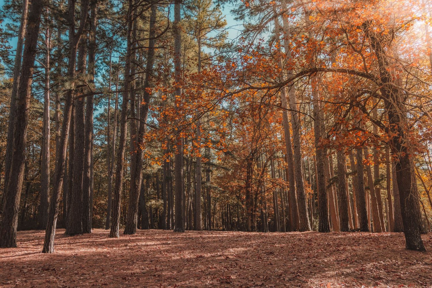 Sunlit autumn forest path with tall pine trees and golden foliage creating a warm, ethereal atmosphere.