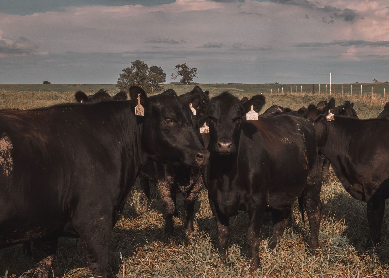 Herd of black Angus cattle with ear tags standing together in a dry grass field under cloudy sky.
