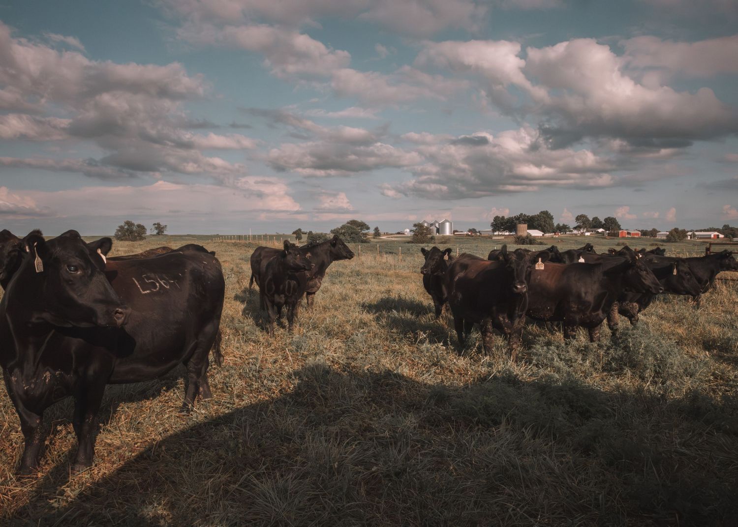 A herd of black Angus cattle grazing on dry grassland under a cloudy sky on a rural farm.