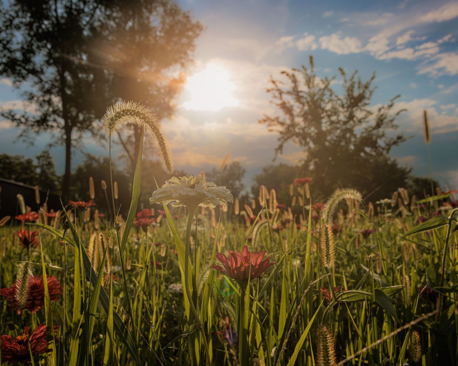 Wildflower meadow glowing in golden sunlight with colorful blooms, green grasses, and trees silhouetted against a blue sky.