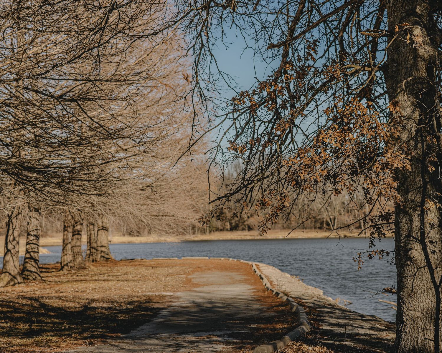 A curved lakeside path winds through bare winter trees on a sunny day at a tranquil park.