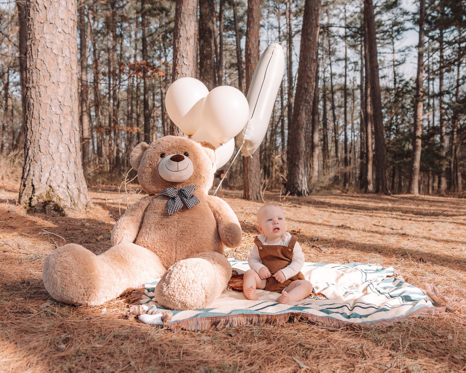 A sequence of teddy bears arranged in a woodland setting with pine trees and fallen leaves.