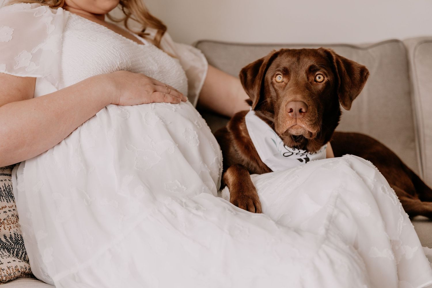 Pregnant woman in white dress sitting on couch with chocolate Labrador wearing bandana resting on her lap.
