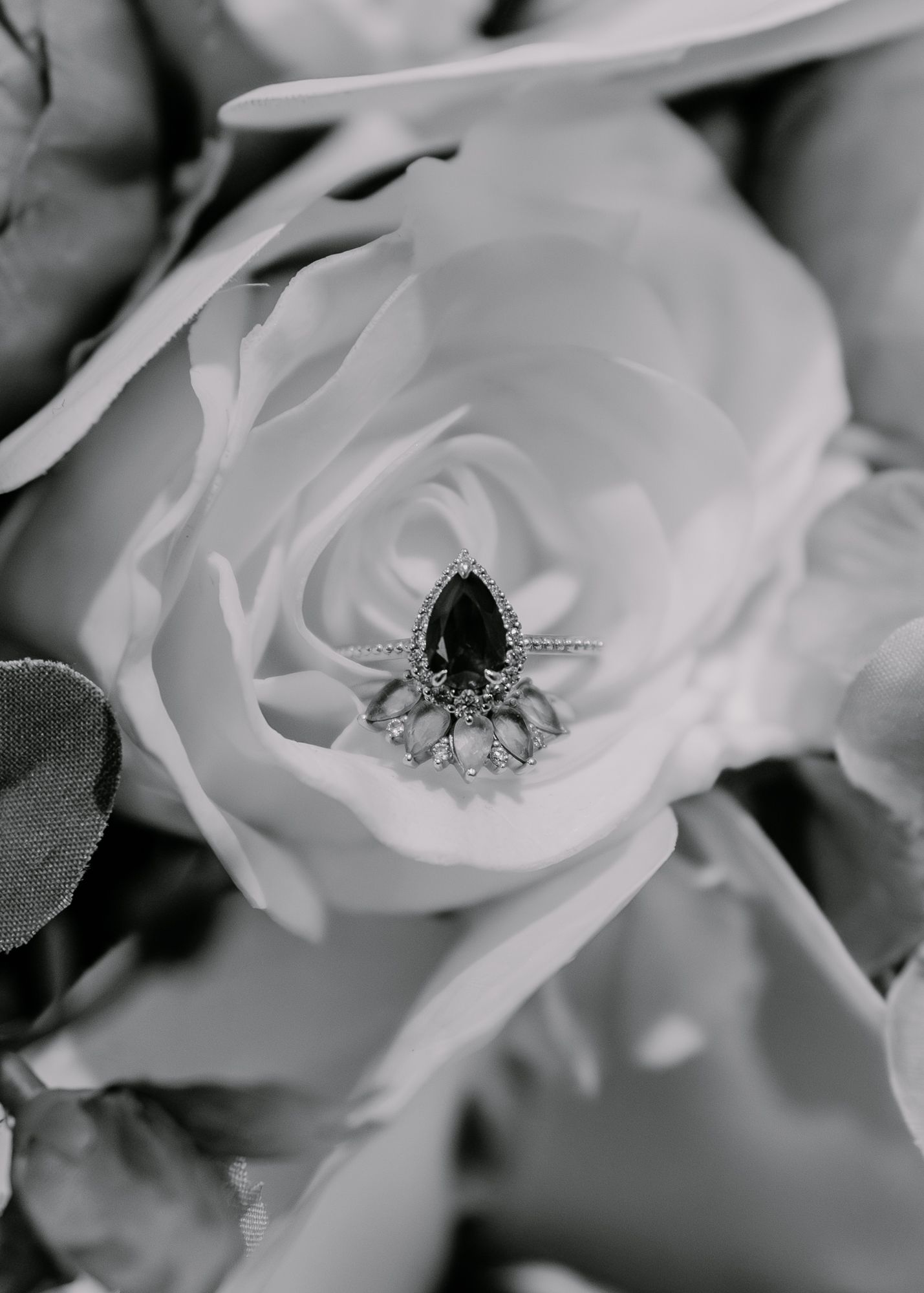 Black and white macro shot of engagement ring nestled among white rose petals.