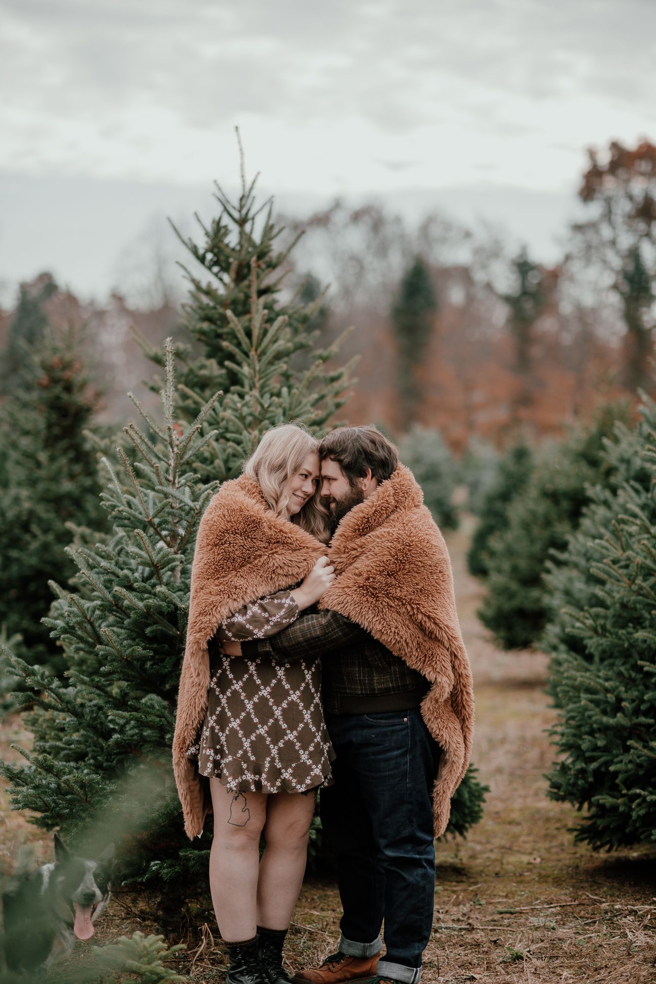 Couple wrapped in brown blanket sharing intimate moment among Christmas trees at tree farm.