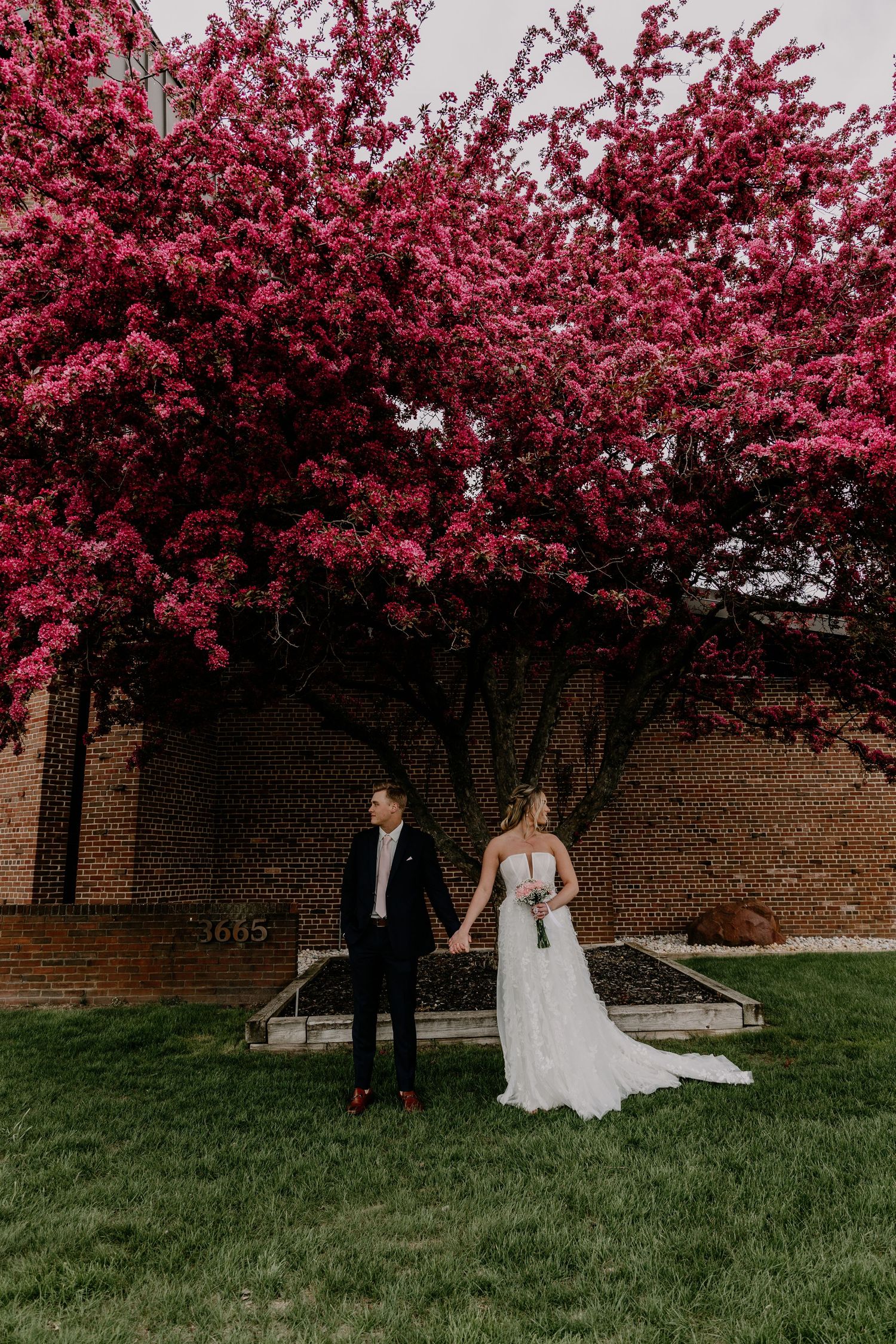 Bride and groom hold hands under a stunning pink flowering tree beside a brick building on lush green grass.