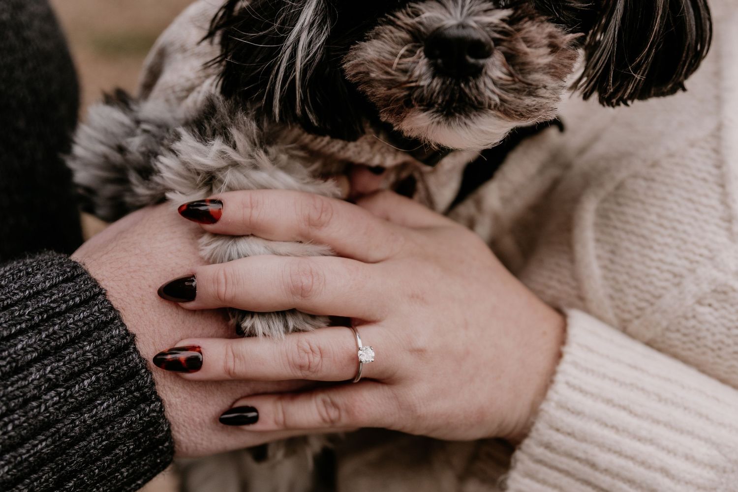 Close-up of hands with dark nail polish and engagement ring petting a small black and white dog.