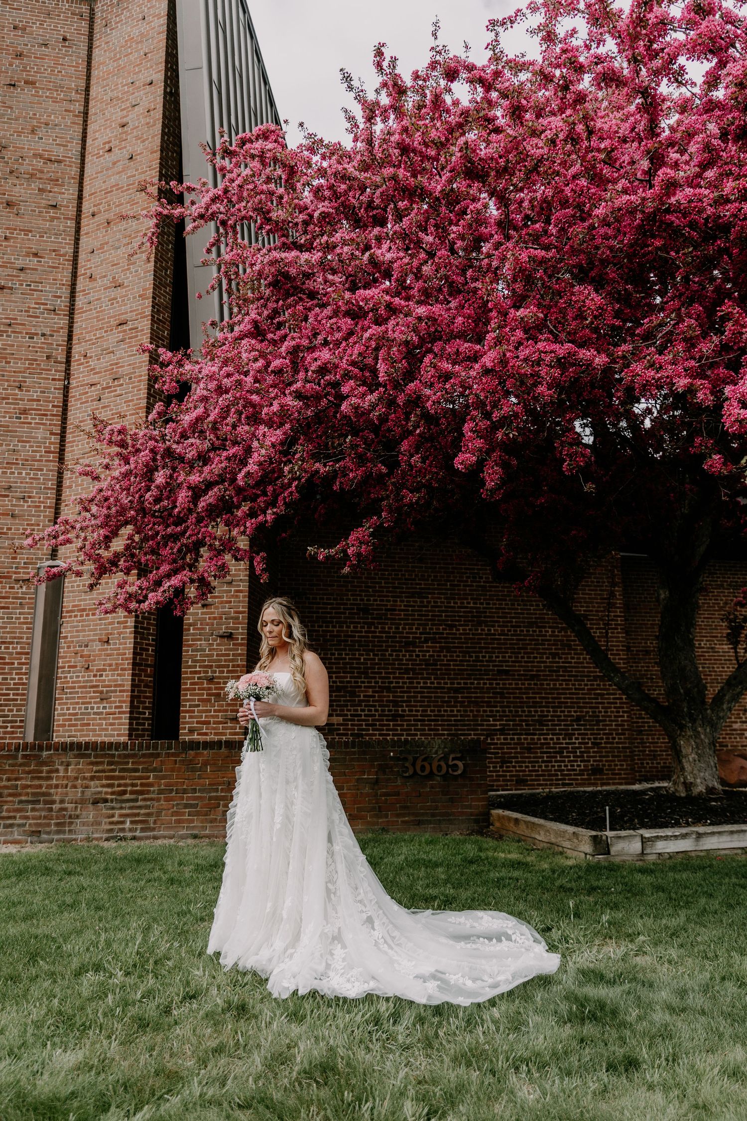 Bride in lace gown stands before a blooming pink cherry blossom tree beside a brick building on her wedding day.