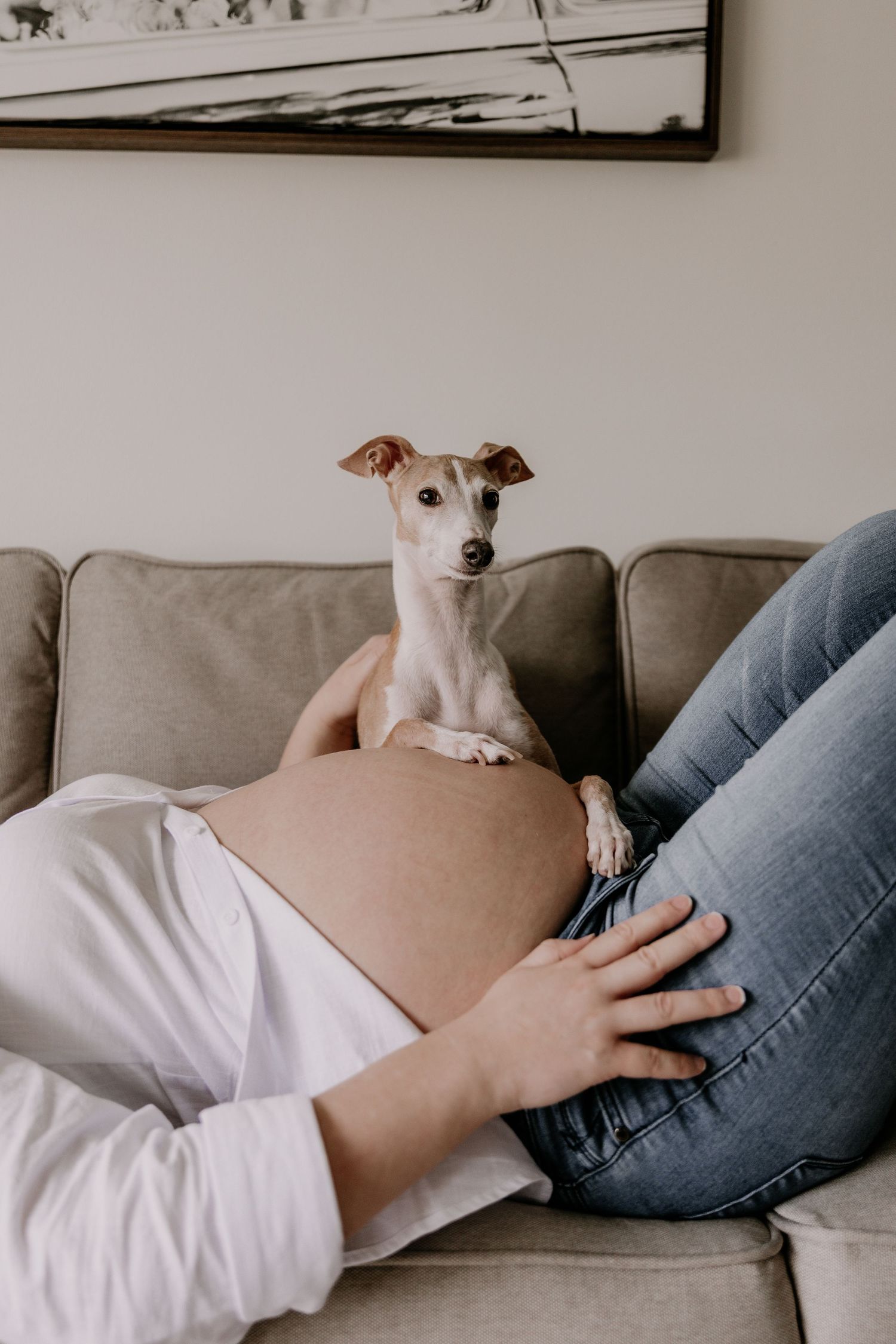Pregnant woman lying on sofa with small Italian Greyhound dog resting on her bare baby bump.