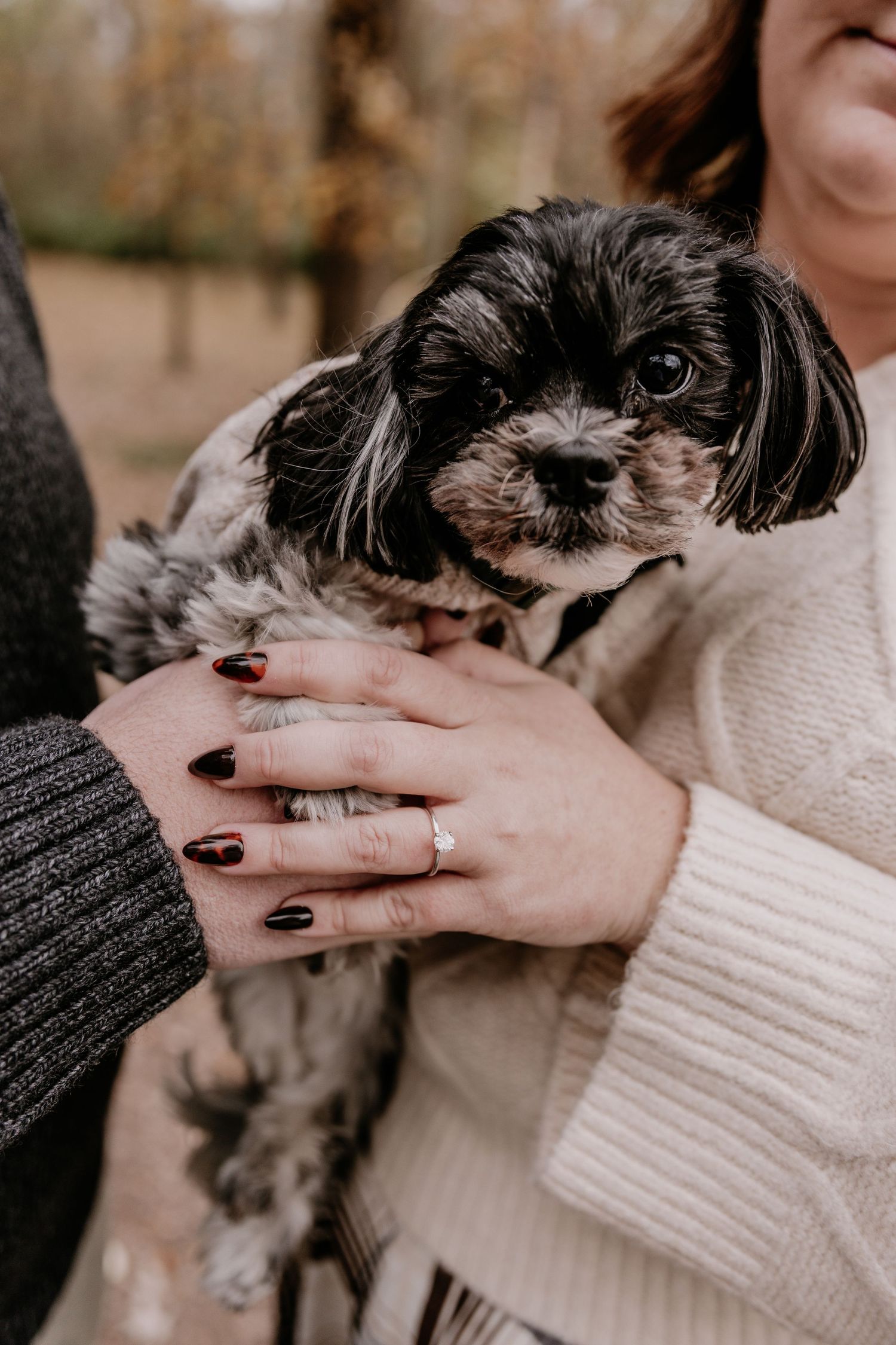 A small black and white dog is being held and petted by hands wearing a cream colored sweater in a series of photos.