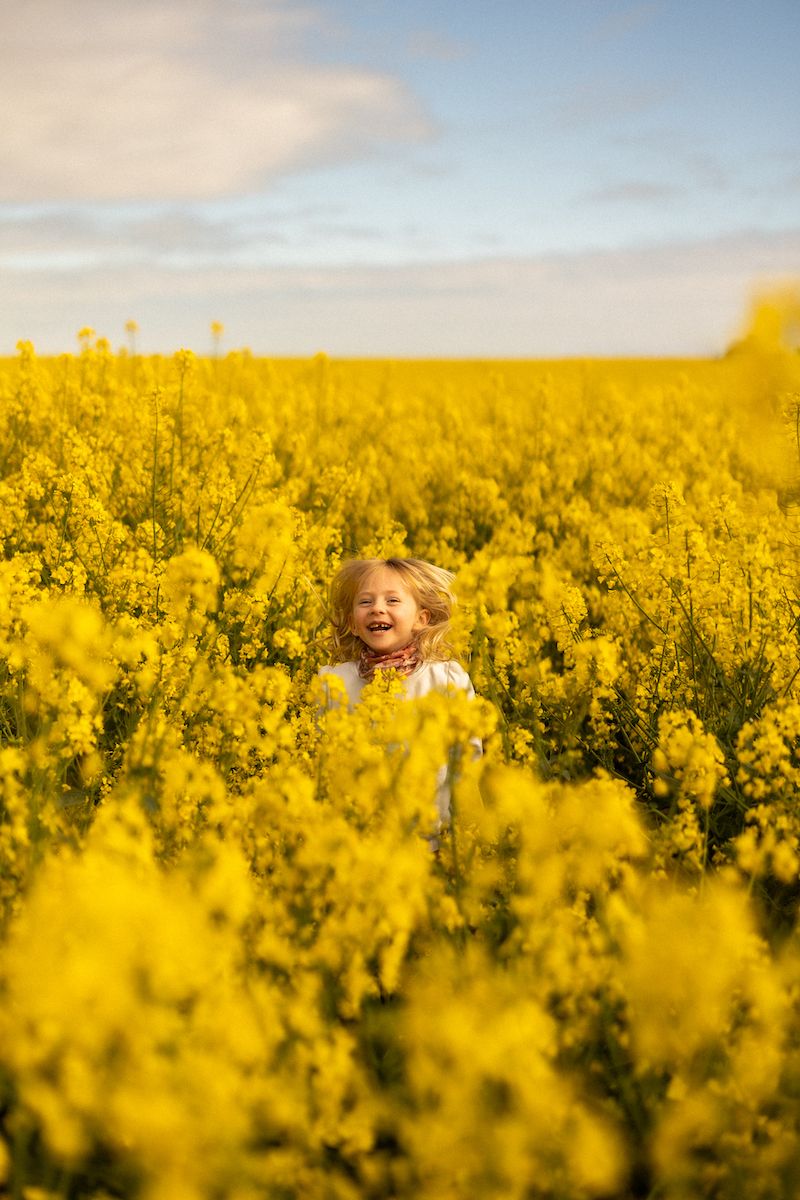 Vibrant yellow canola field stretches to horizon under bright blue sky.