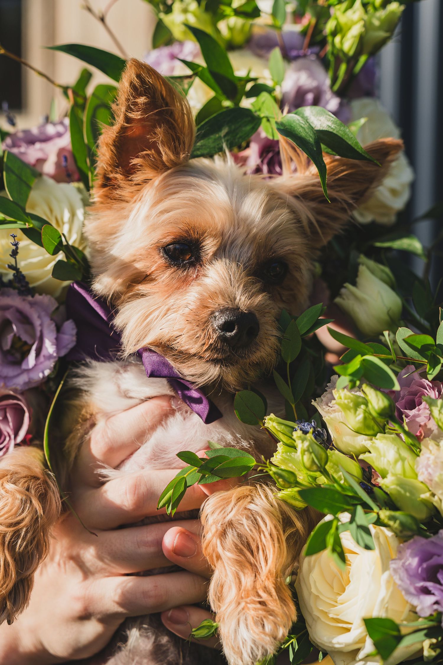 Small Yorkshire terrier dog nestled among white and purple flowers and green foliage.