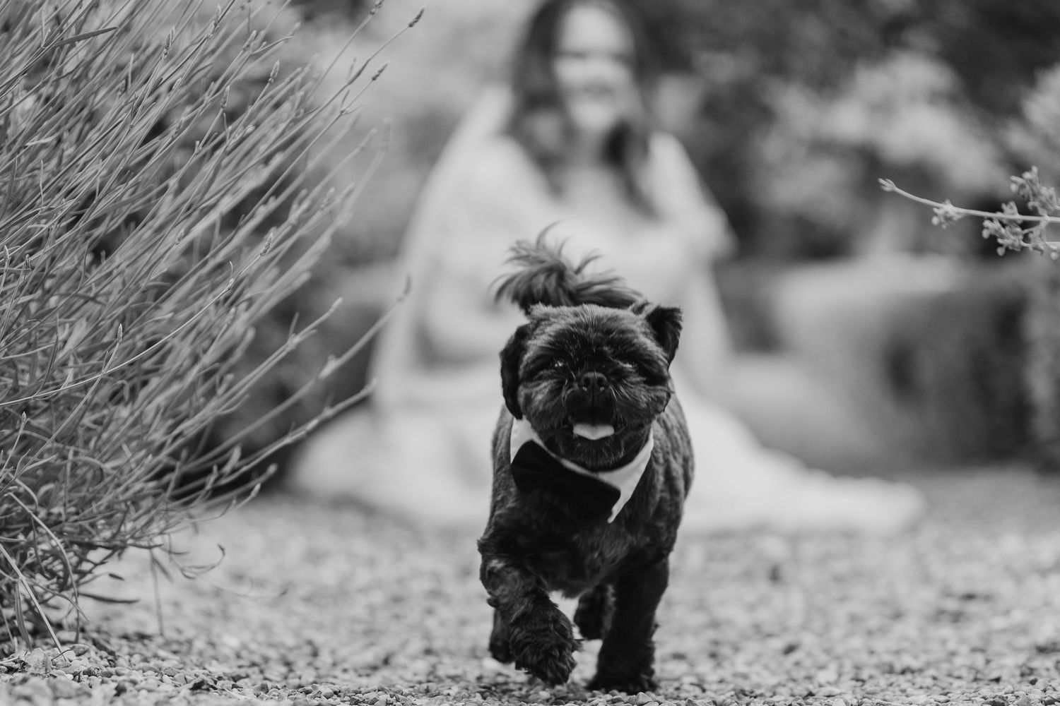 A happy black dog wearing a bow tie runs through grass in black and white.