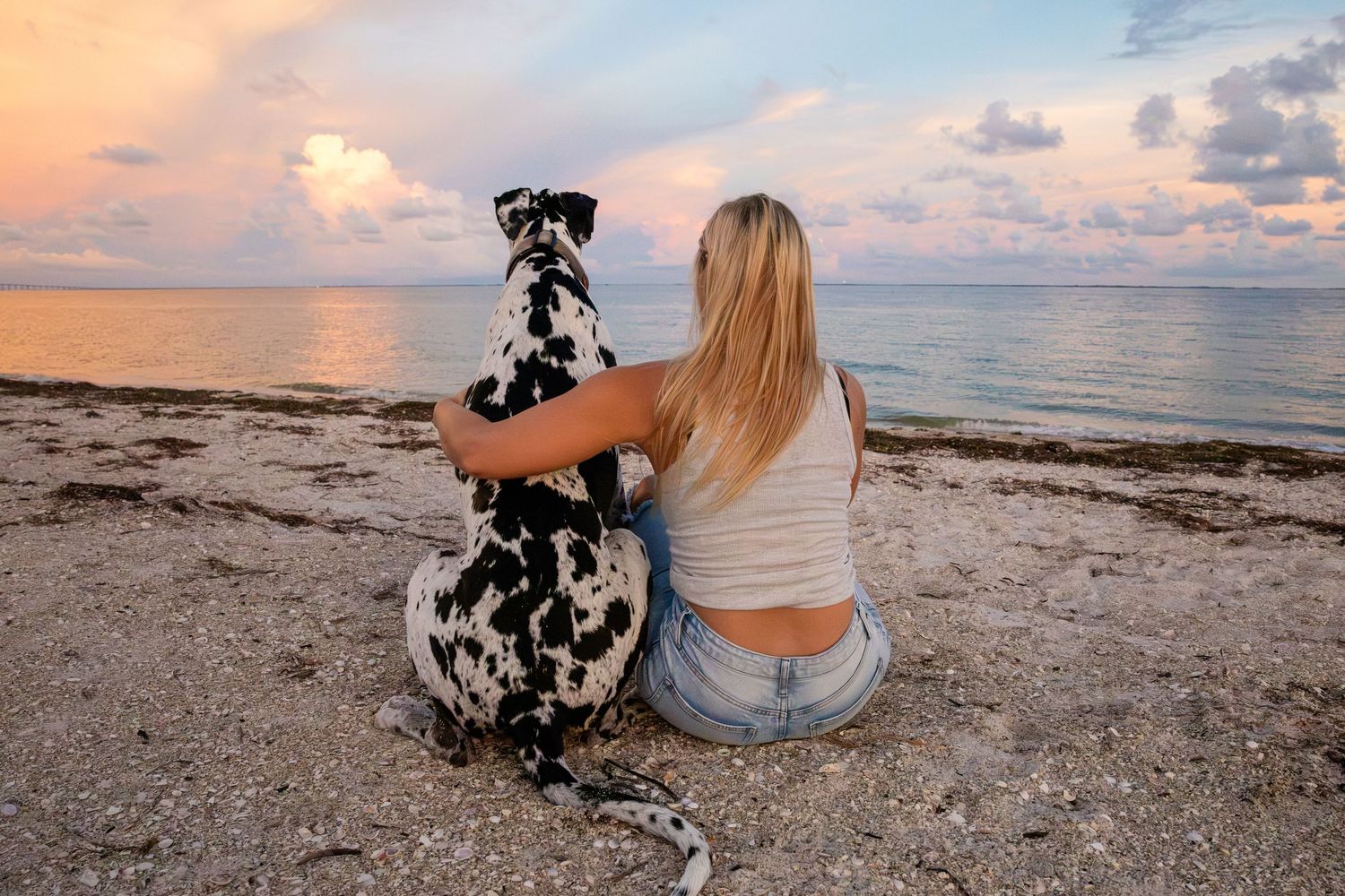 Blonde woman sitting with large Harlequin Great Dane dog watching colorful ocean sunset together.