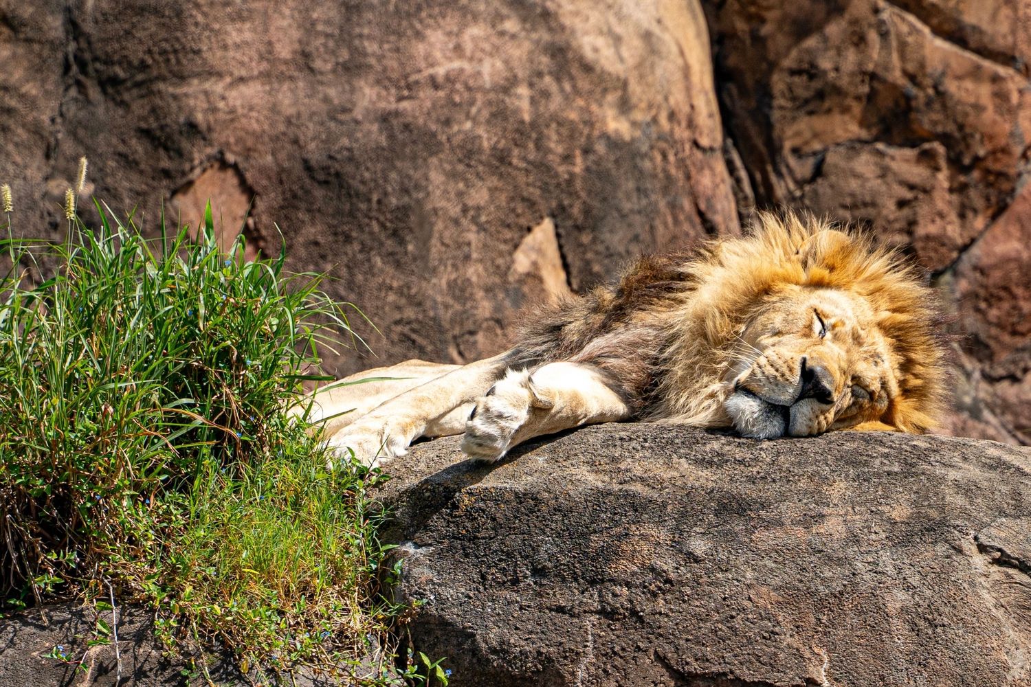 Lions resting peacefully on rocky outcrops in their natural habitat.