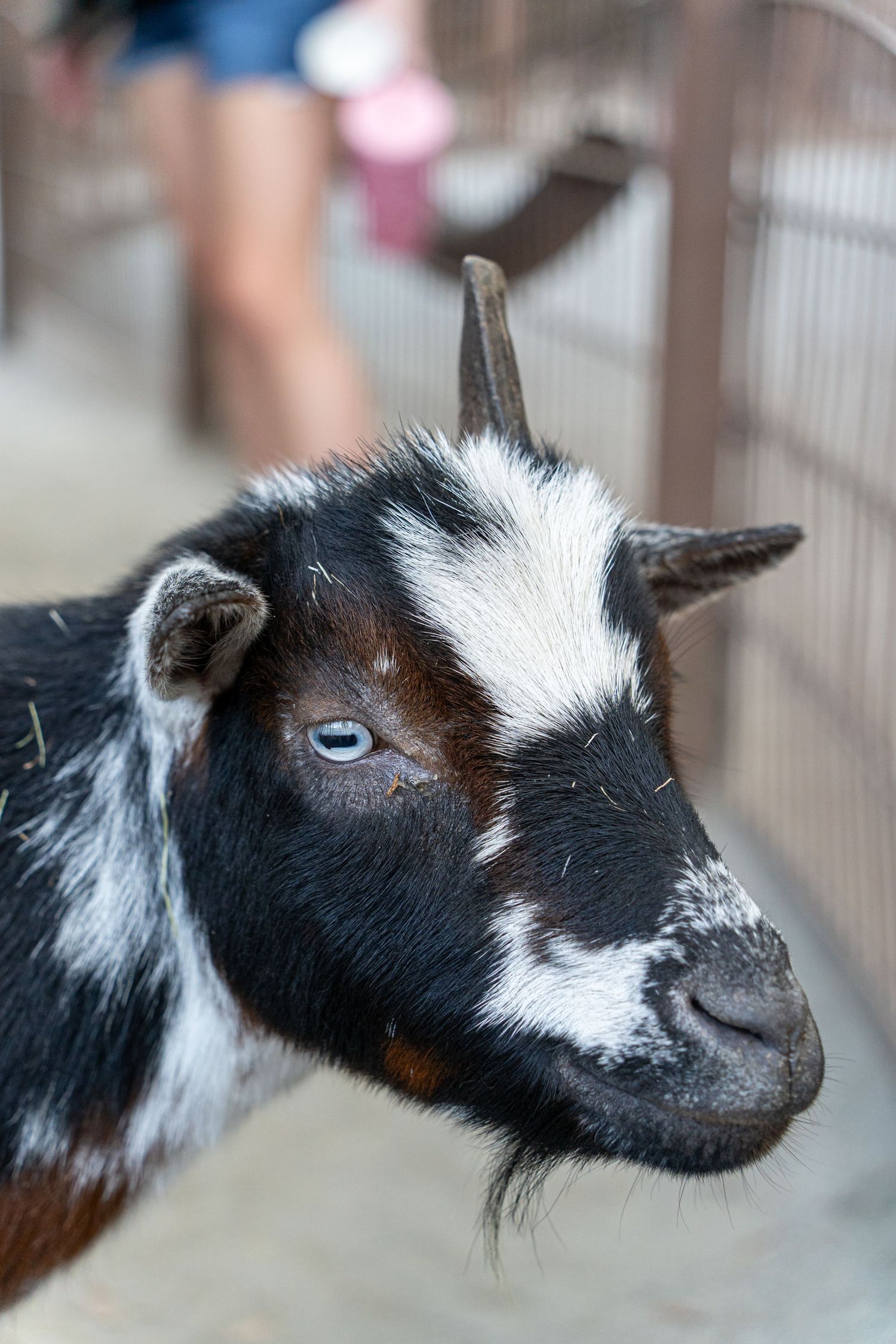 Close-up profile view of a one horned black and white baby goat with blue eyes at a petting zoo.