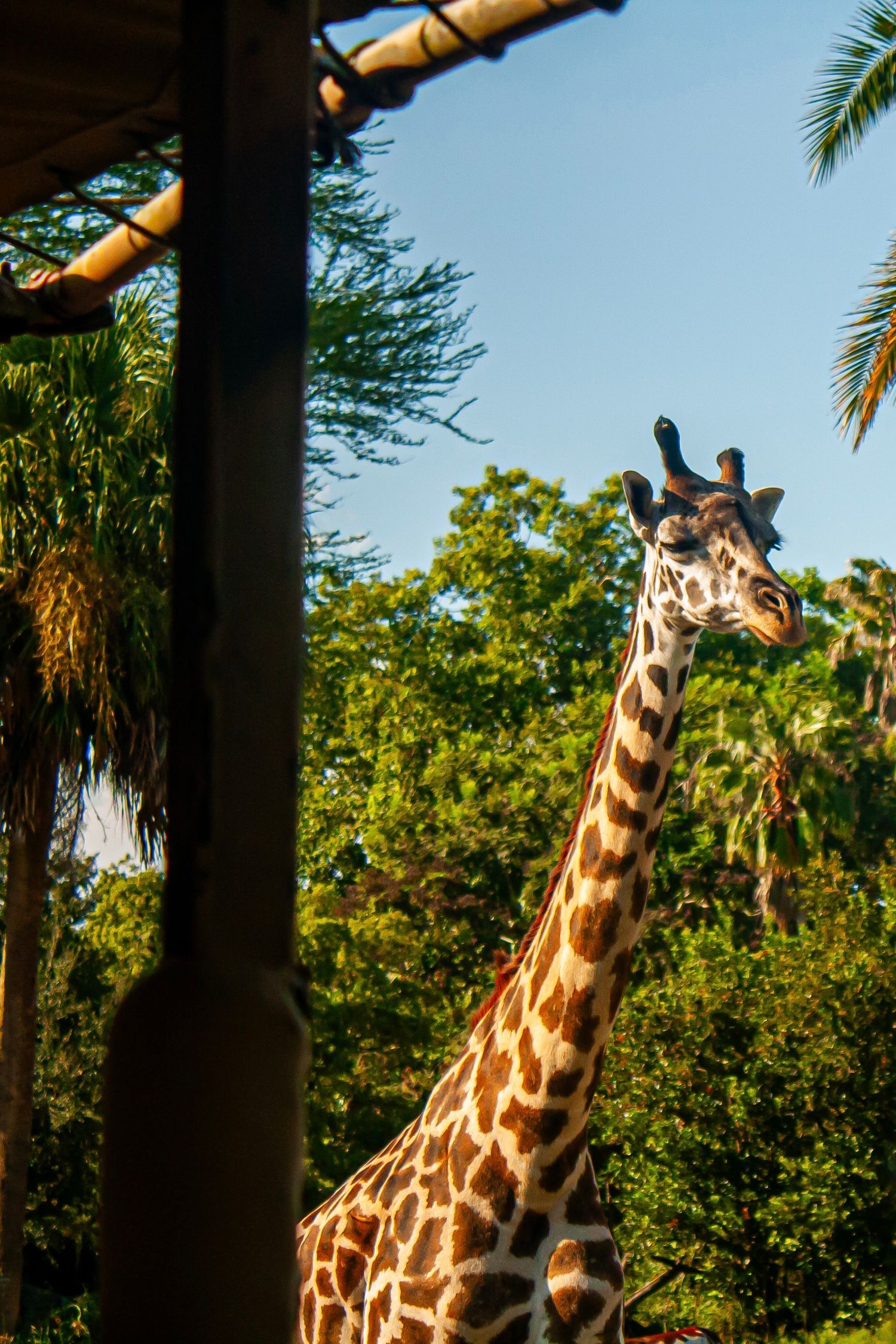 Tall giraffe stand among lush vegetation at a wildlife park.