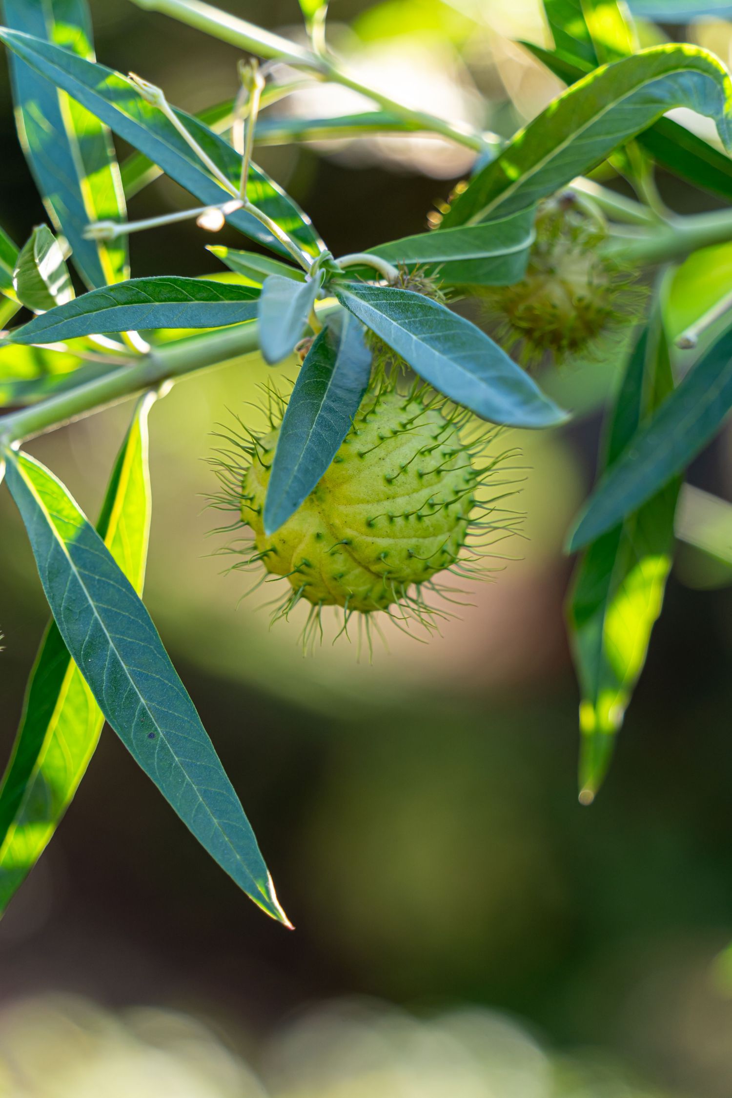 A green spiky chestnut fruit grows on a tree branch surrounded by fresh leaves in bright sunlight.