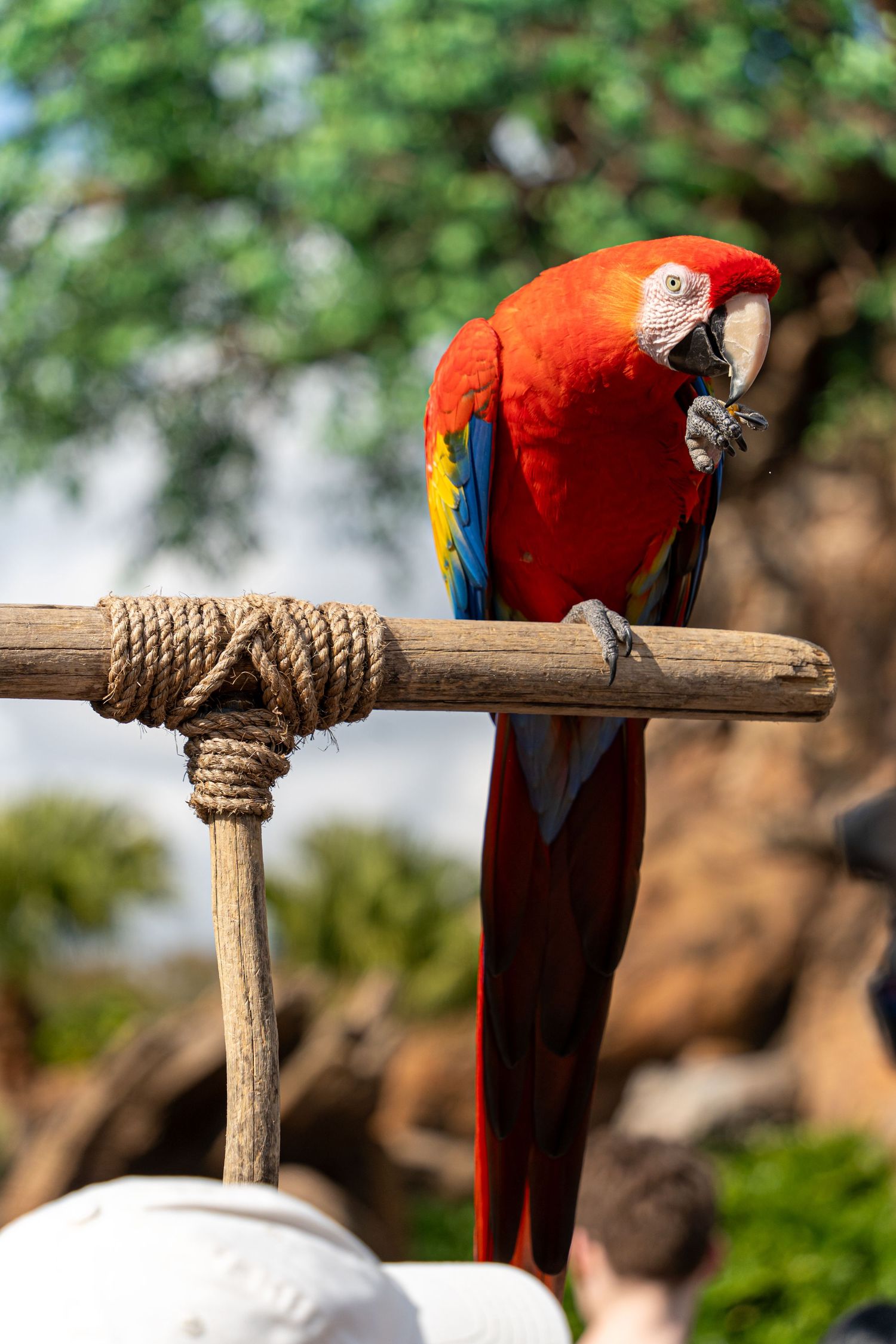 A bright red and yellow macaw parrot perches on a wooden branch against a blurred green background.
