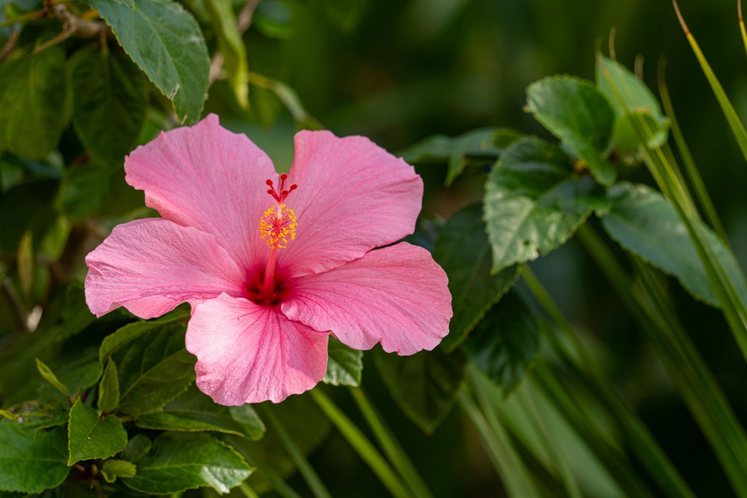 Close-up photo of a pink hibiscus flower blooming with lush green foliage in the background.