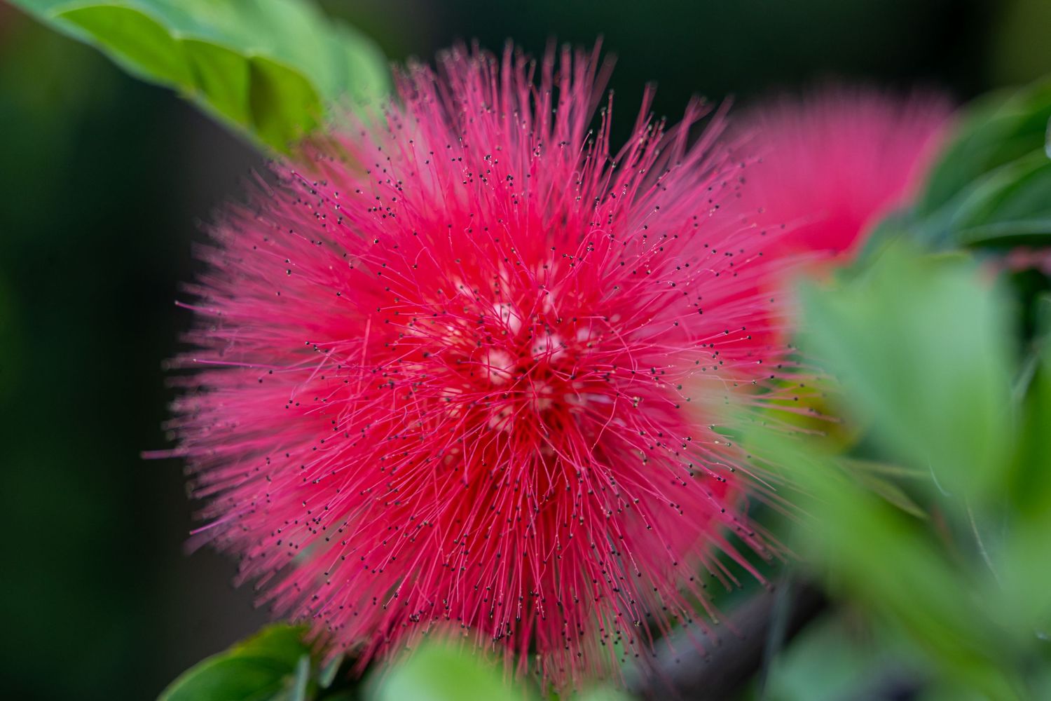 Pink bottlebrush flowers with fluffy spikes blooming against green foliage in a vibrant tropical garden display.