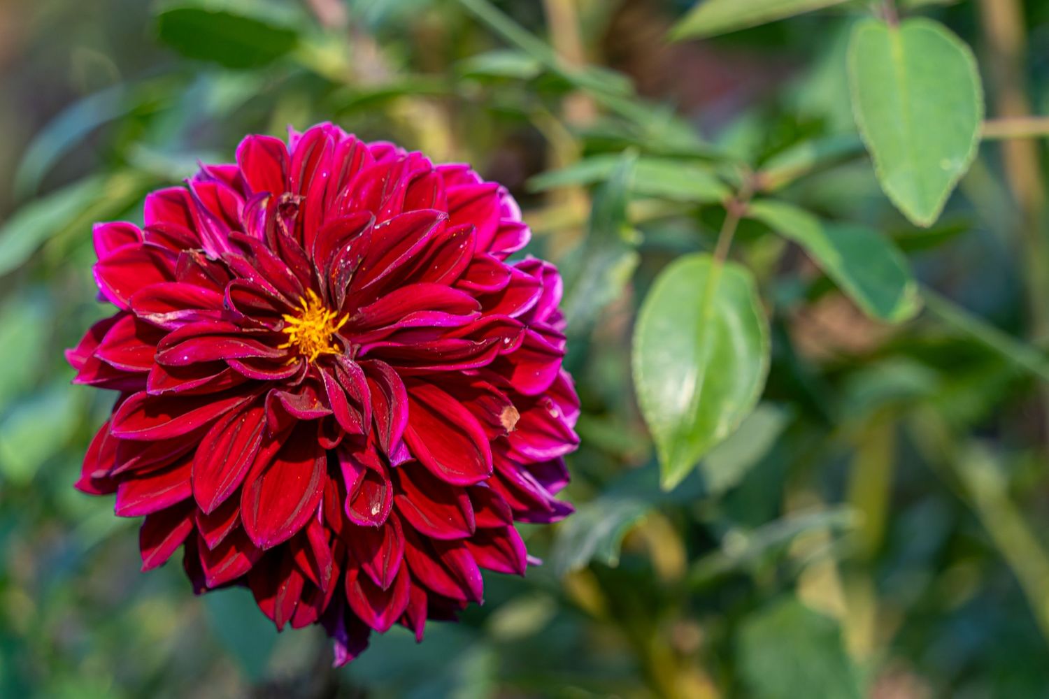 Deep red dahlia flower with ruffled petals blooms against soft green foliage in a garden setting.