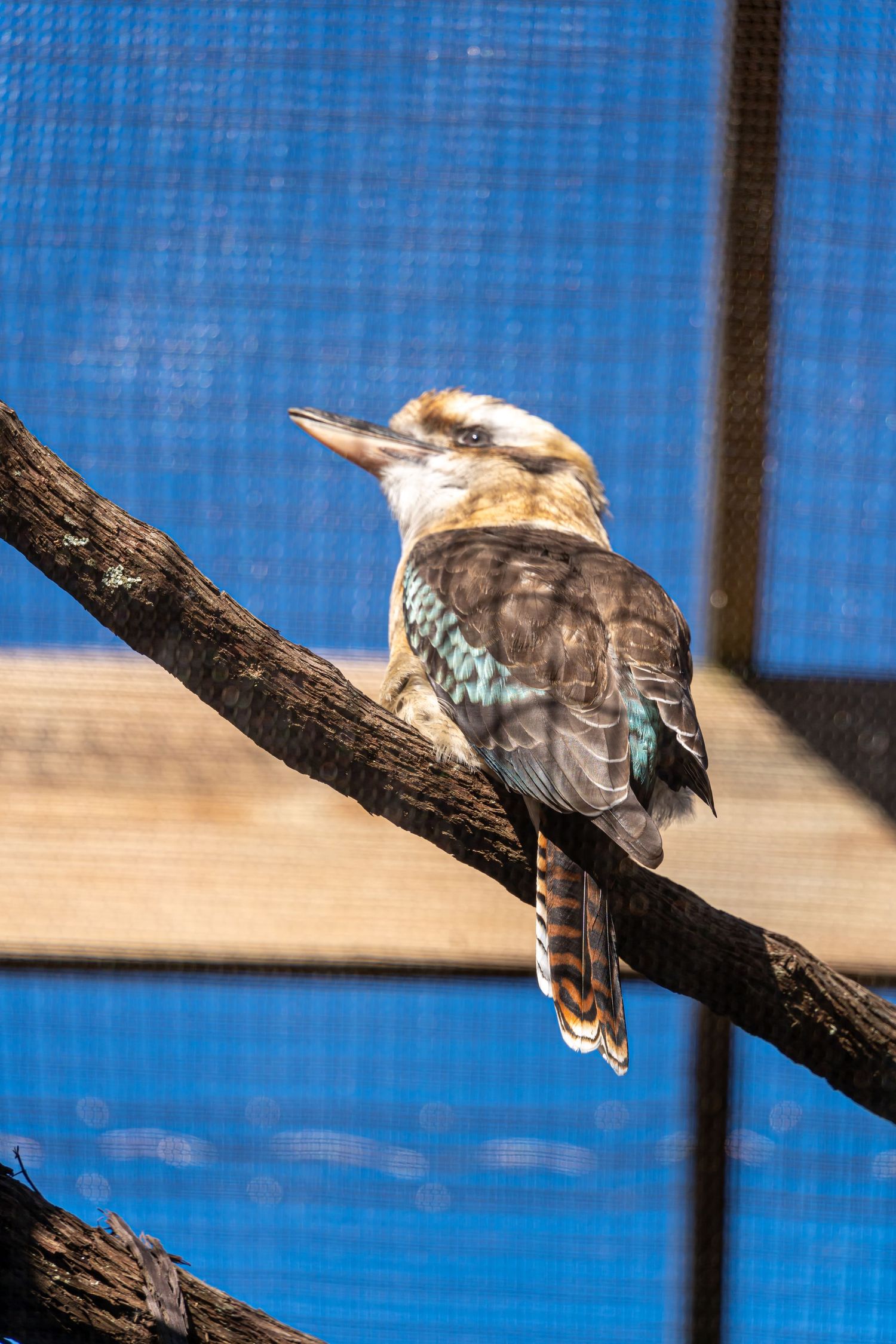 A Kookaburra bird perches on a branch against a bright blue background with netting visible.