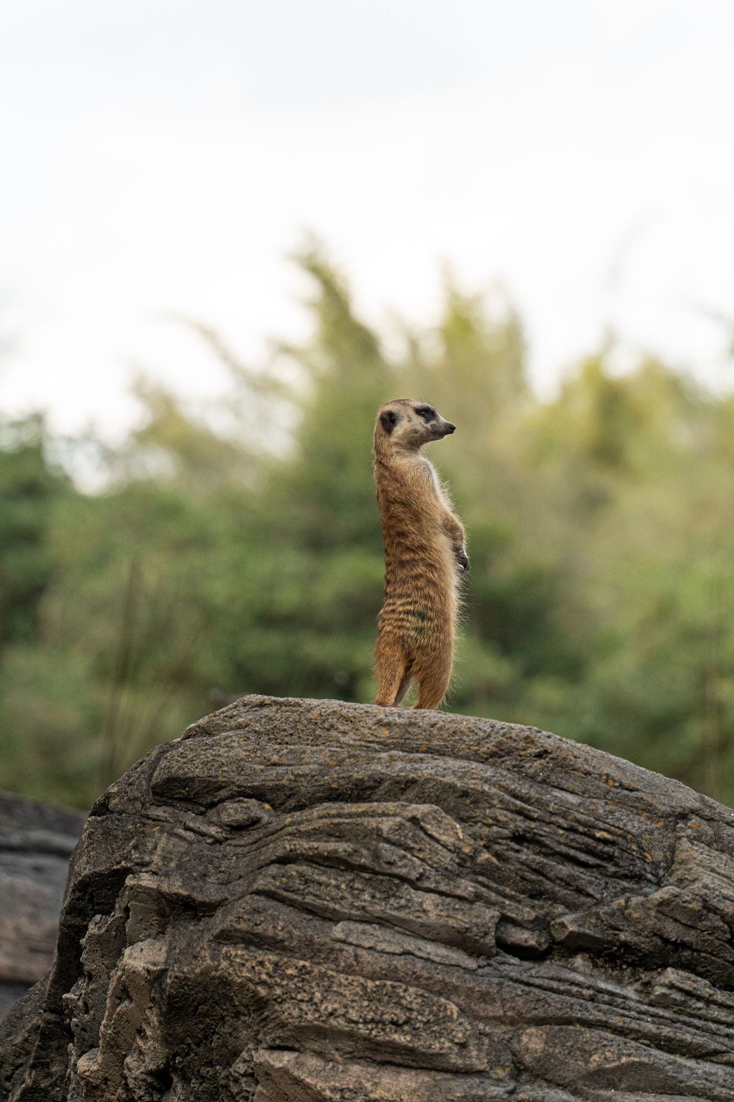 A meerkat stands alert on a large rock formation, surveying its surroundings in a natural habitat.