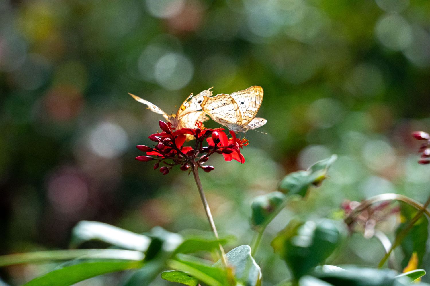White butterflies perch delicately on a vibrant red flower against a soft bokeh background with green foliage.