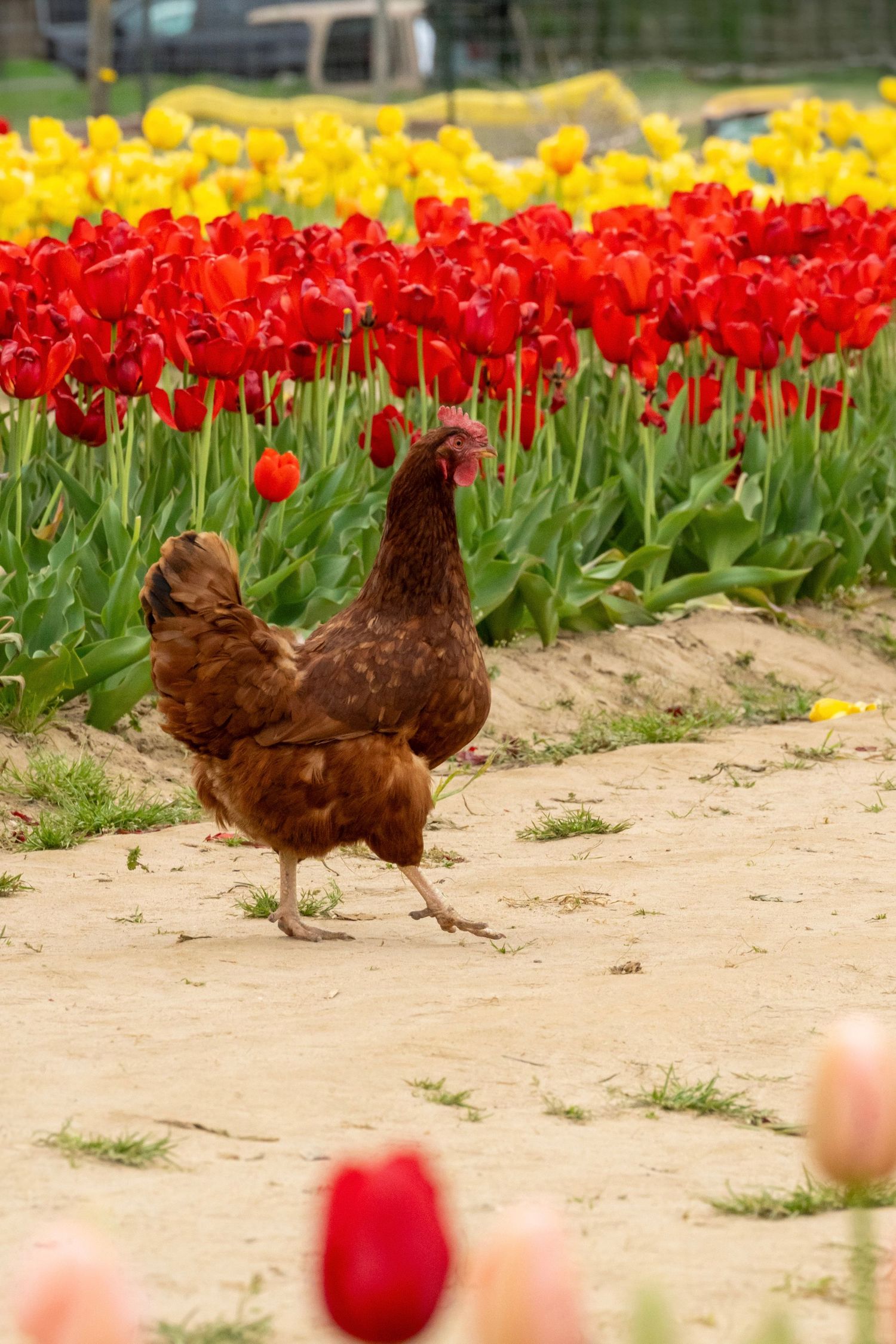 A brown chicken walks along a path bordered by vibrant red, yellow and pink tulips in a spring garden.