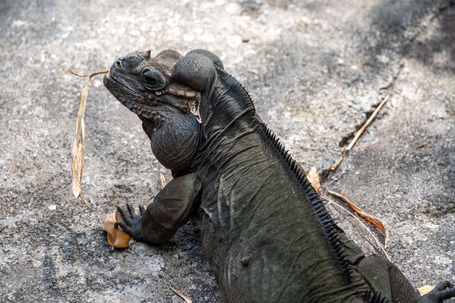 Close-up view of an iguana lying on its side with dark scaly skin and a distinctive ridged back.