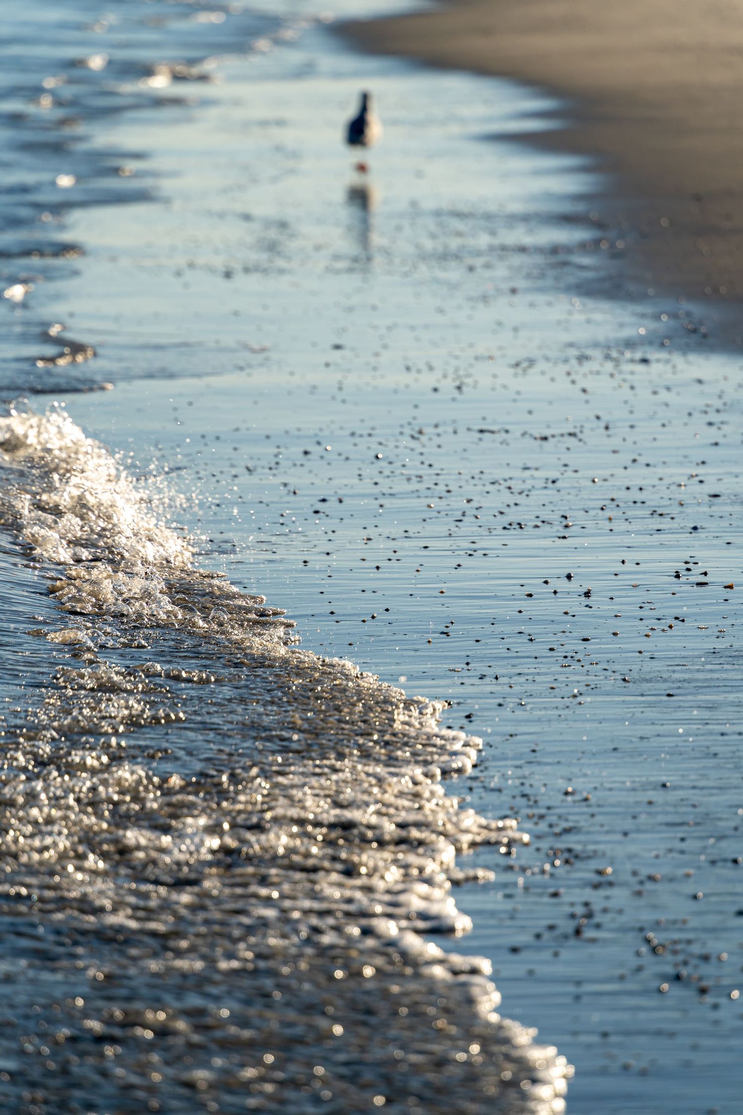 Ocean waves gently wash up on sandy beach with sparkling water and tiny black pebbles in golden sunlight. A seagull is also shown