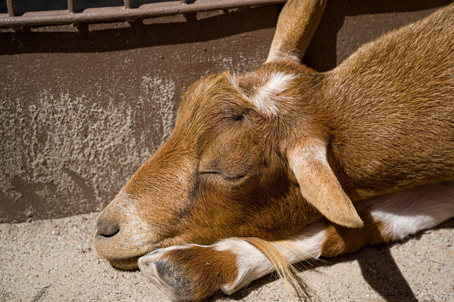 A sleeping brown goat with floppy ears rests peacefully on a beach