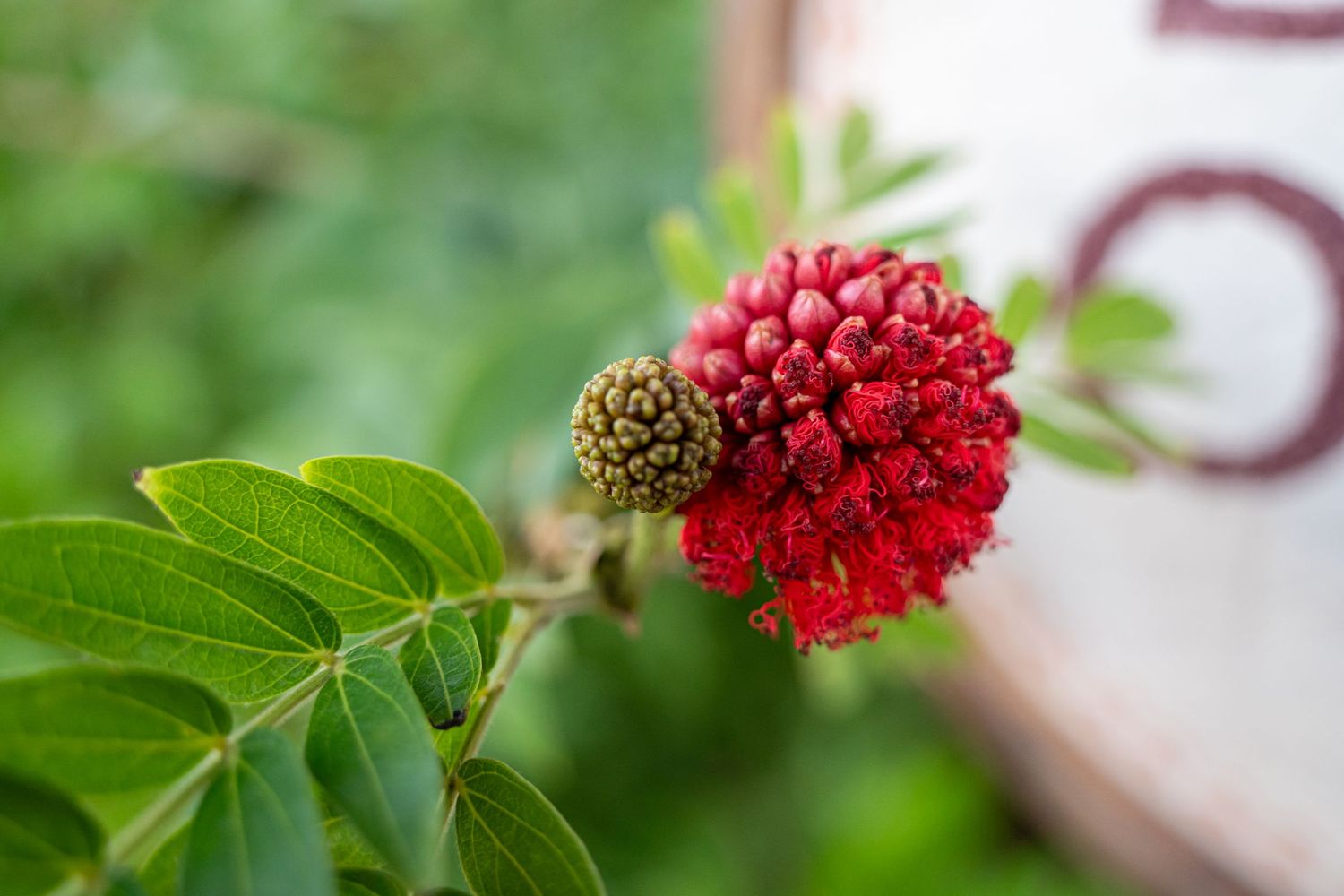 Close-up of a vibrant red spiky flower with an unopened bud against blurred green foliage background.