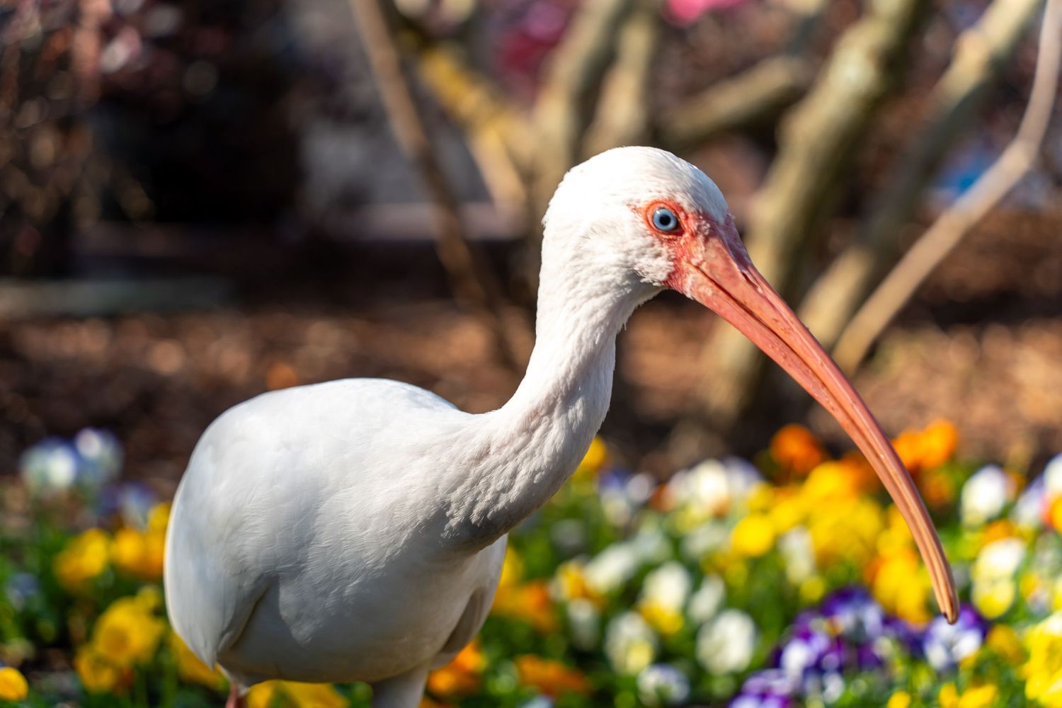 A white ibis bird forages among colorful garden flowers in search of food.