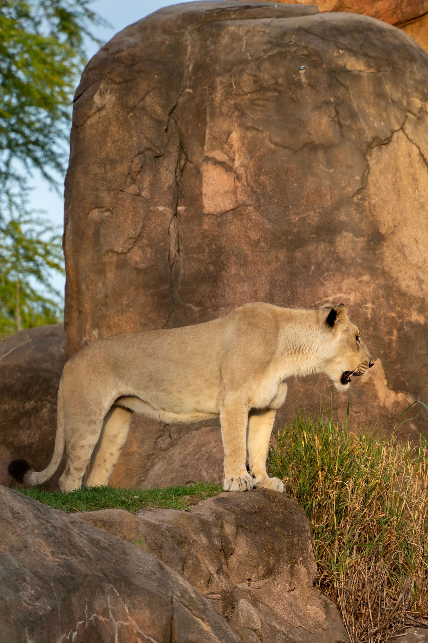 White lioness stretches and prowls along rocky ledge against brown stone wall in natural habitat.