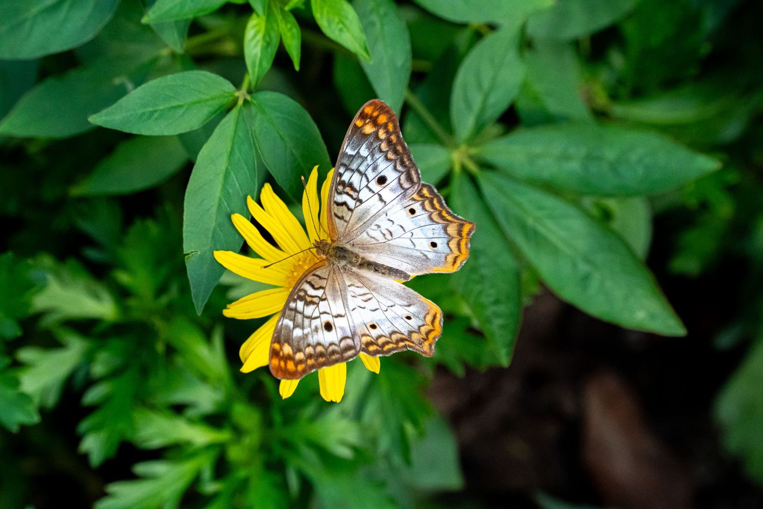 A collage of butterflies perched on vibrant yellow flowers and green foliage in a garden setting.