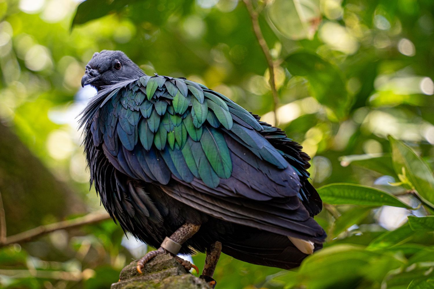 A Nicobar pigeon displays its iridescent blue-green and black feathers while perched on a branch in a leafy setting.
