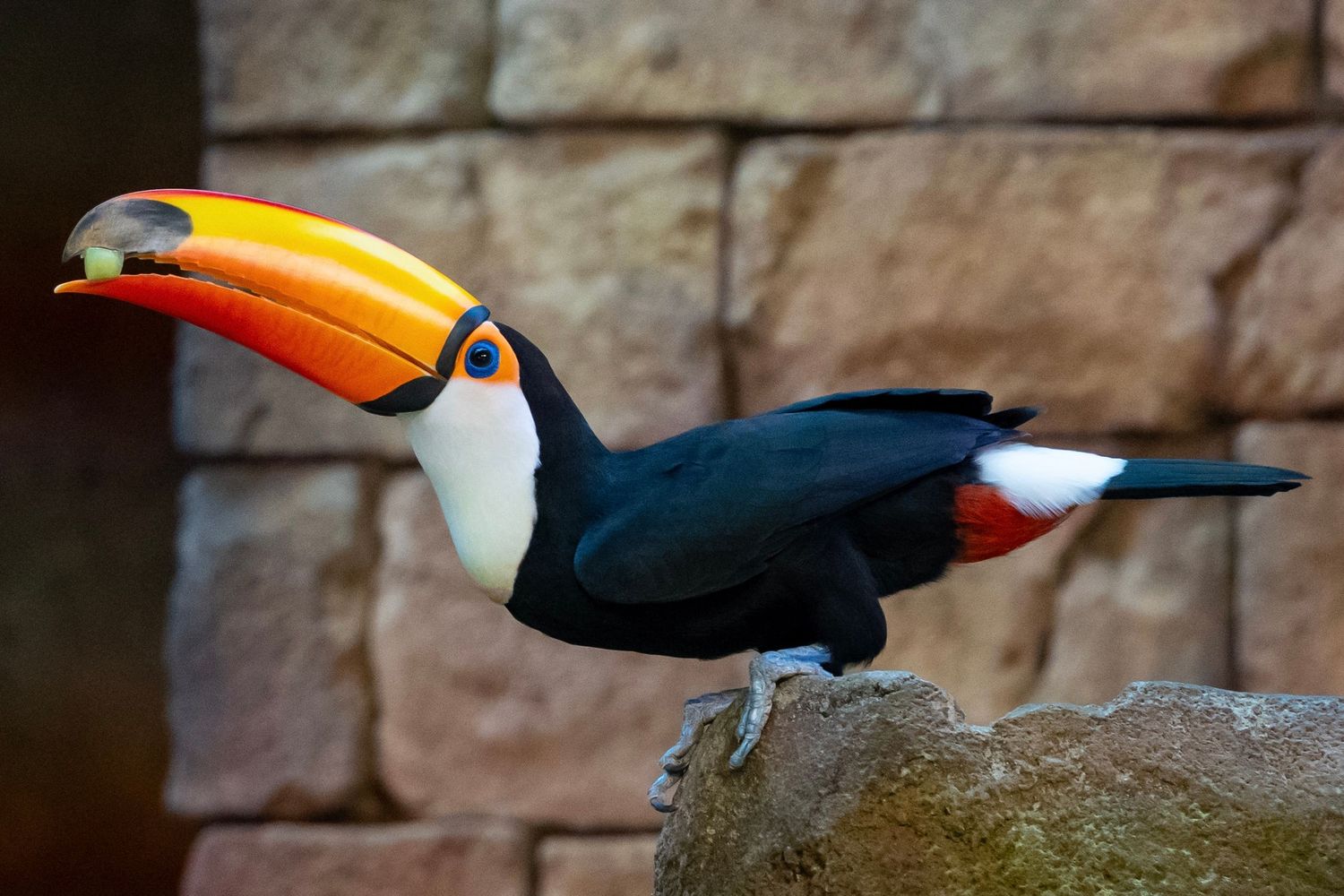 Vibrant Toco Toucan with distinctive orange beak holding a grape perched on a rock against textured stone wall background.