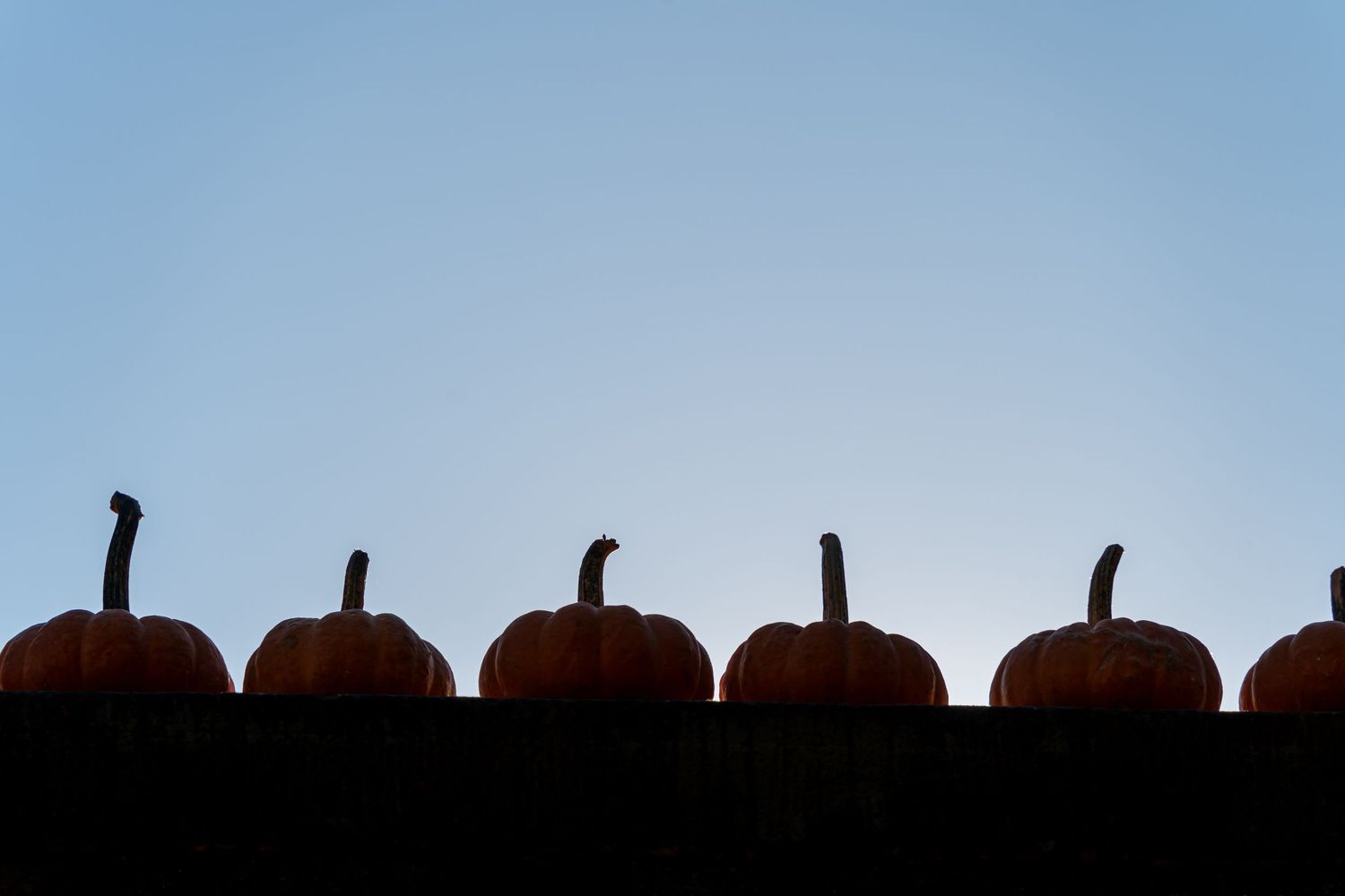 A silhouetted row of pumpkins lit from behind against a blue sky.