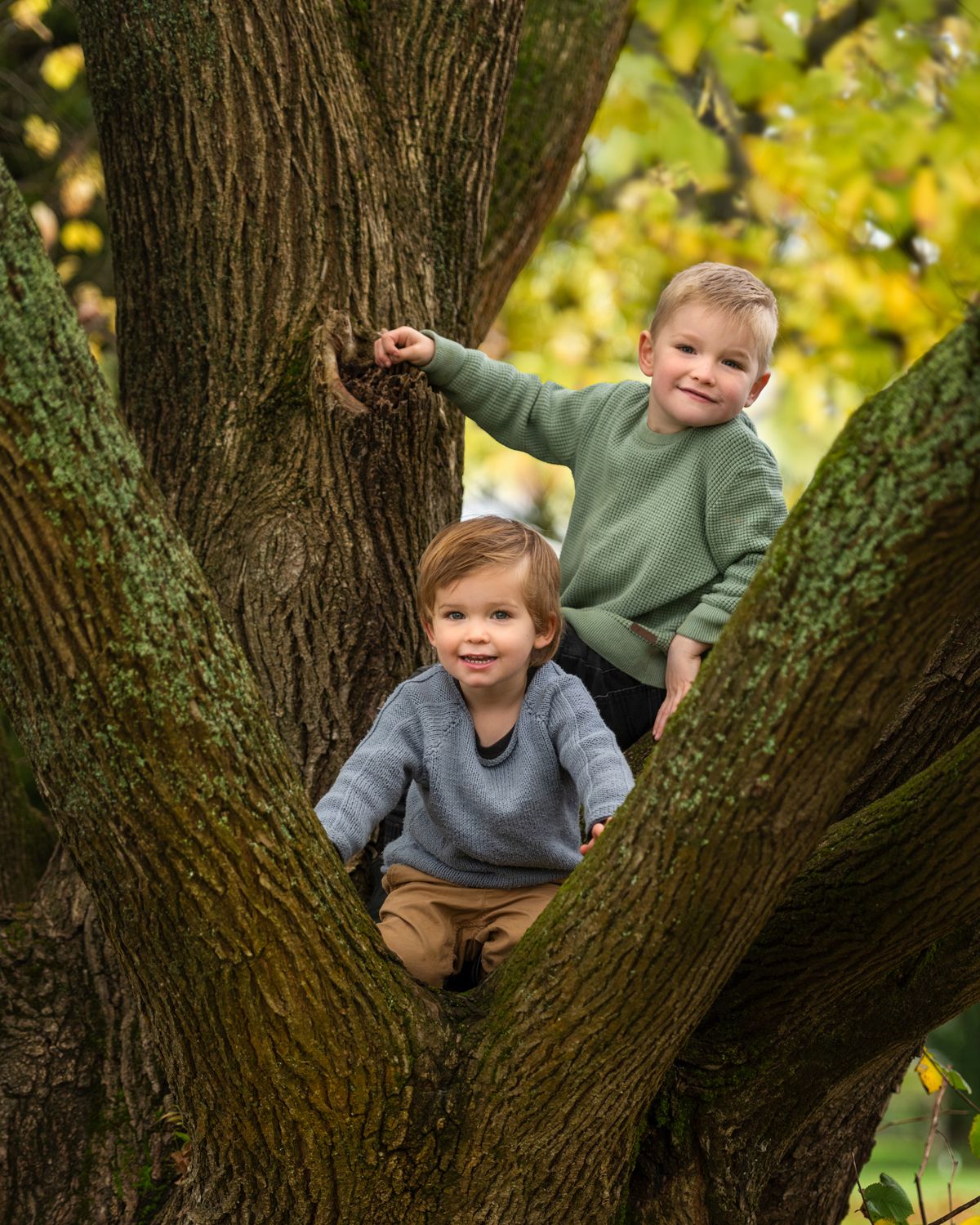 Two children sitting in large tree fork during autumn season.