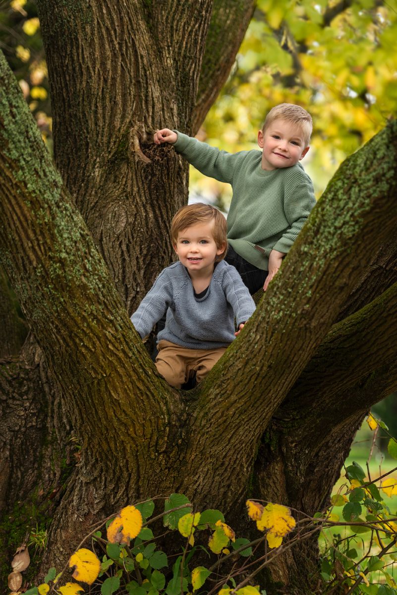 Playful autumn scene with children climbing and exploring a large tree with yellow leaves.
