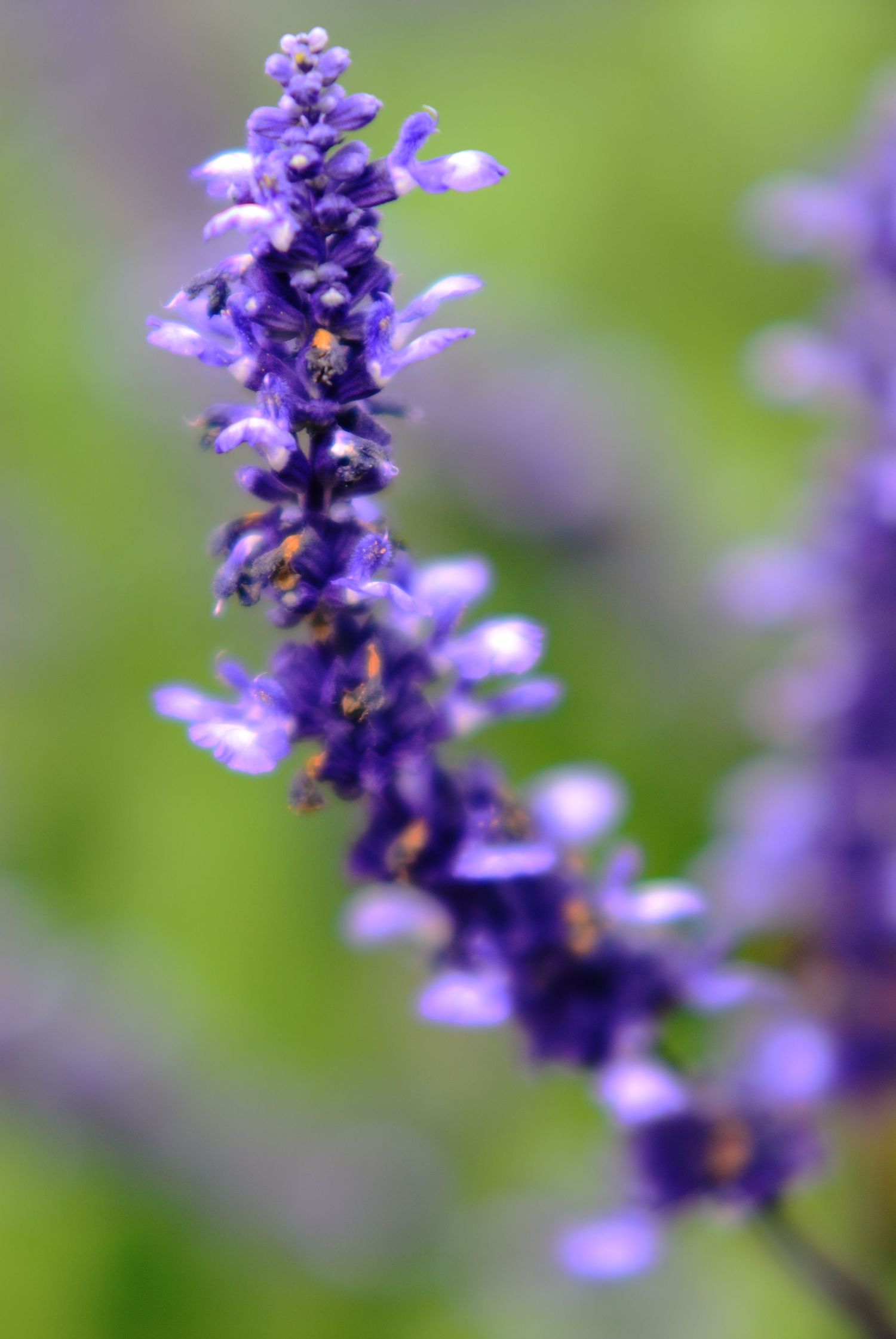 Close-up of purple lavender flowers against a blurred green background.