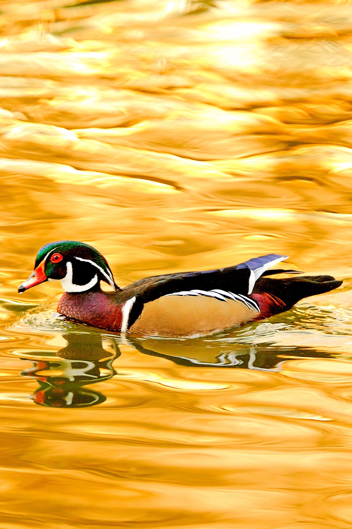 Wood duck swimming in golden-colored water during sunset.