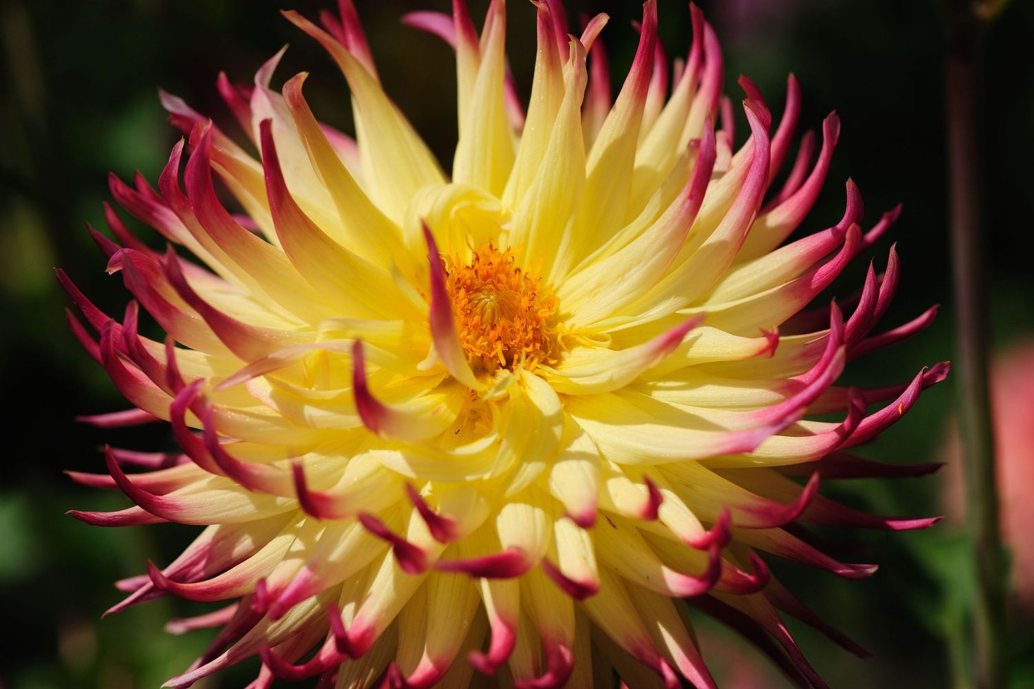 Close-up of vibrant pink and yellow dahlia flowers in full bloom.