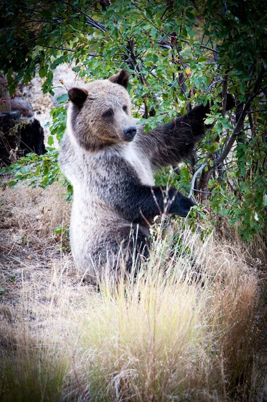 Brown bear foraging among green foliage and tall grass.