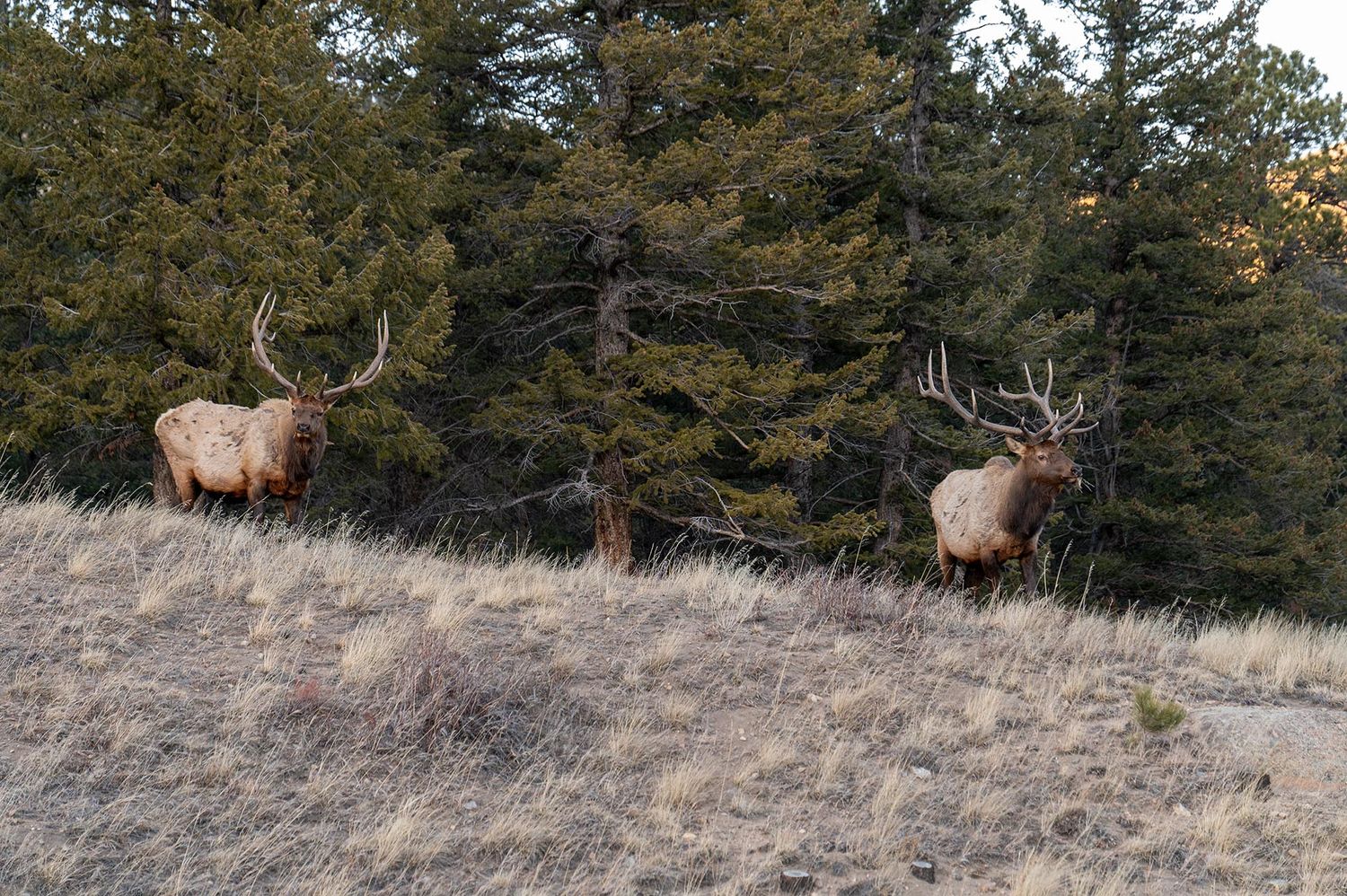 Wild elk grazing on a snowy hillside among evergreen trees in a natural mountain setting.