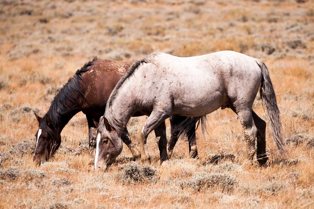 Herd of wild horses grazing together on dry grassland terrain.