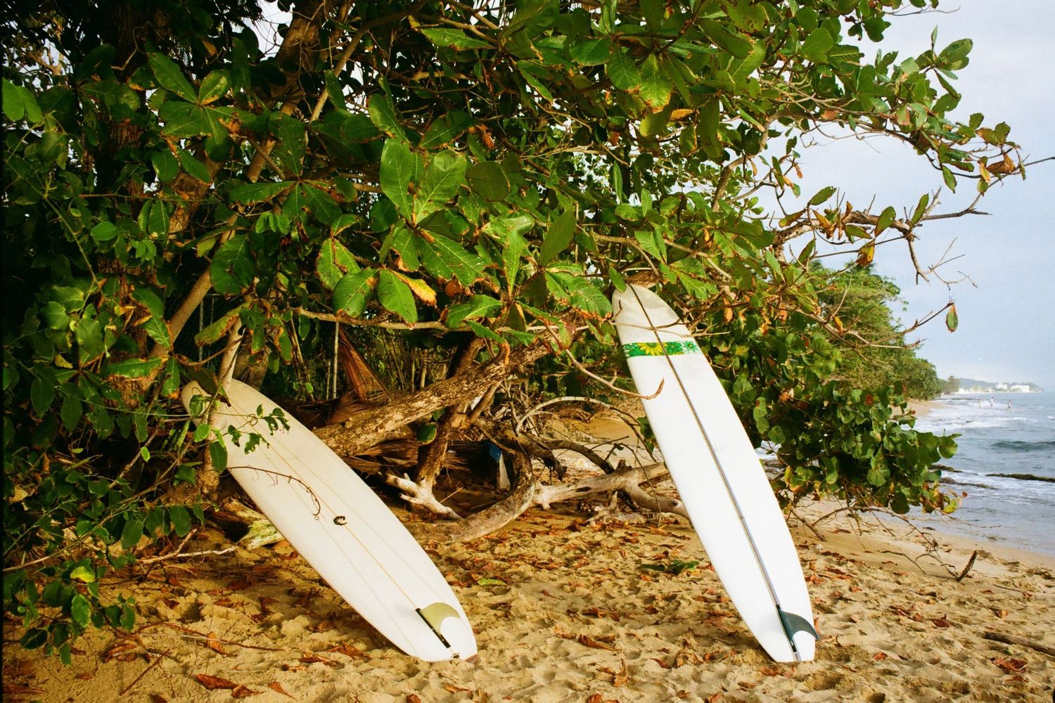 Lifestyle image of surfboards under trees, shot on 35mm film in Puerto Rico