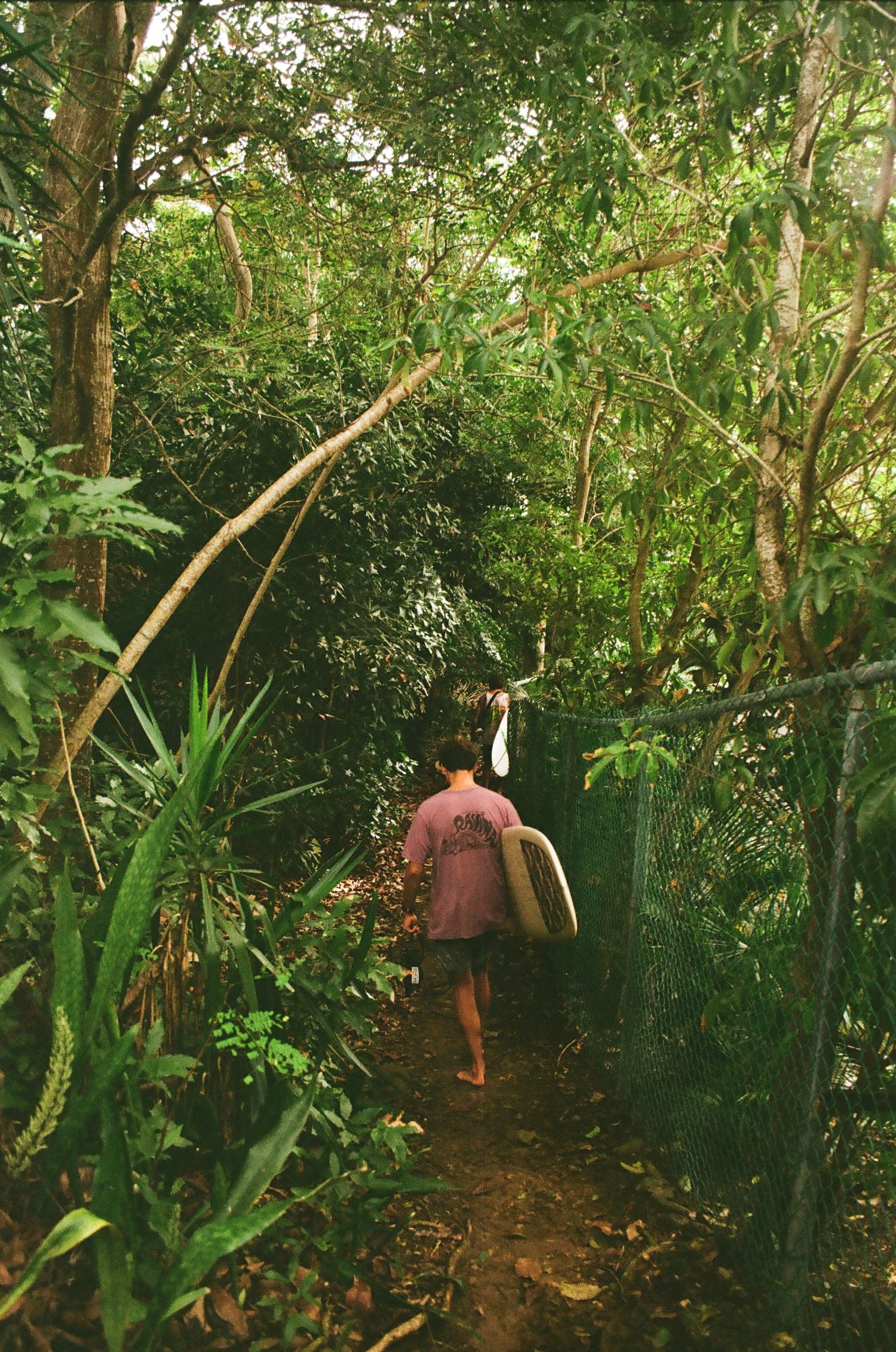 Surfer walking through tree to surf break, shot on 35mm film in Puerto Rico